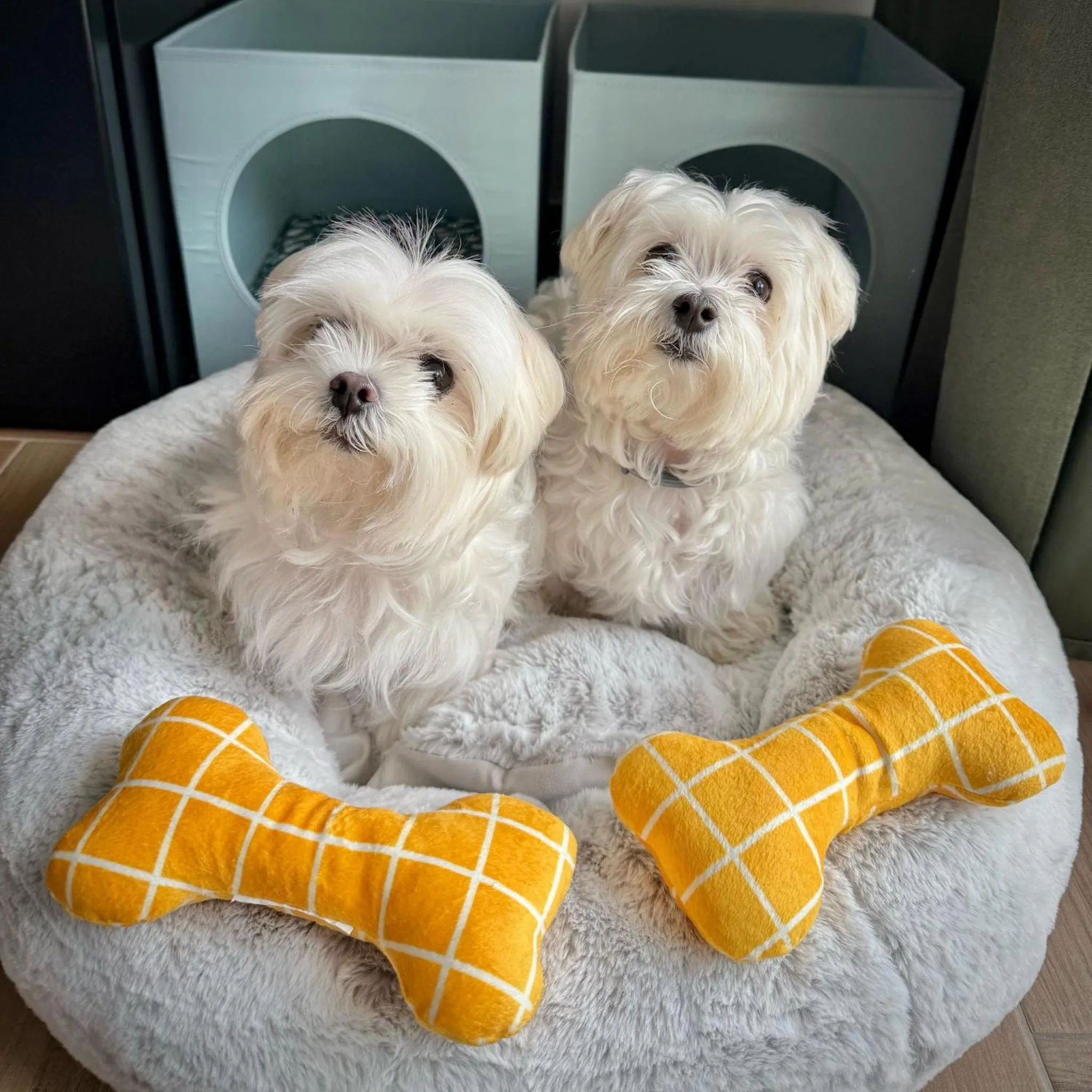 pet friendly in HOTEL LOS ALAMOS BOUTIQUE