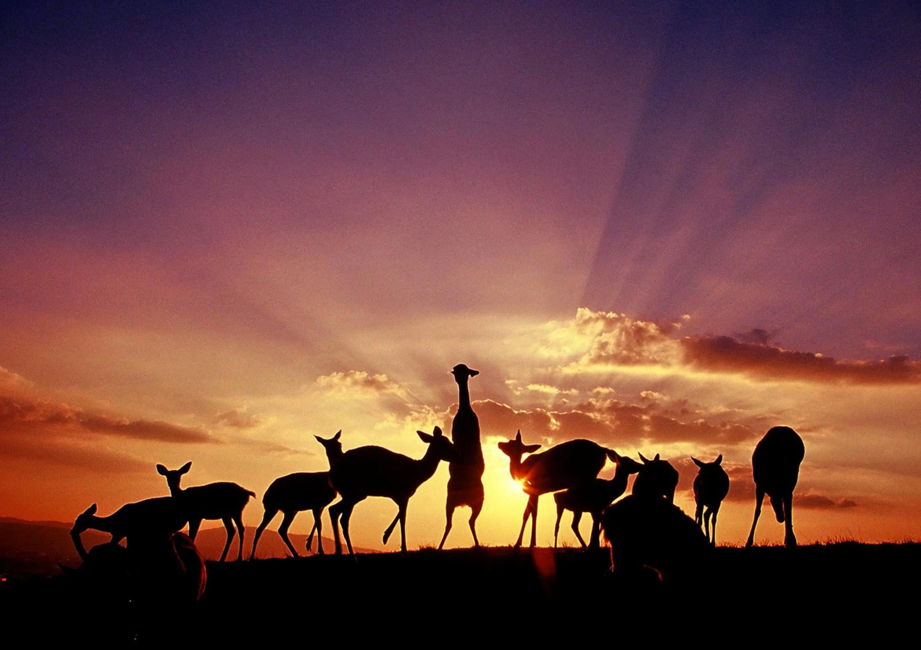 Animals in Wakasa Annex