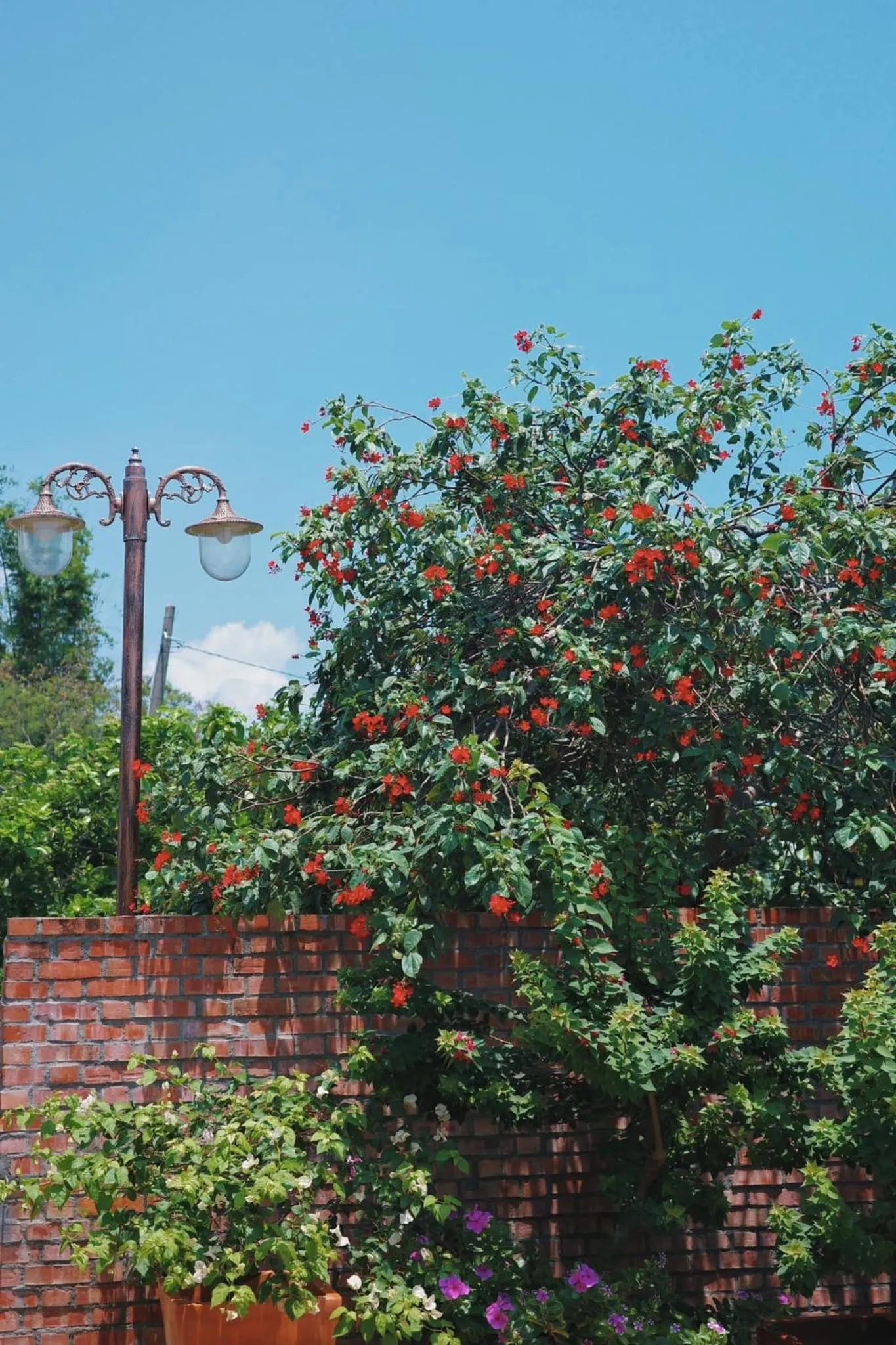 Spring in Ding Jia Garden Resort