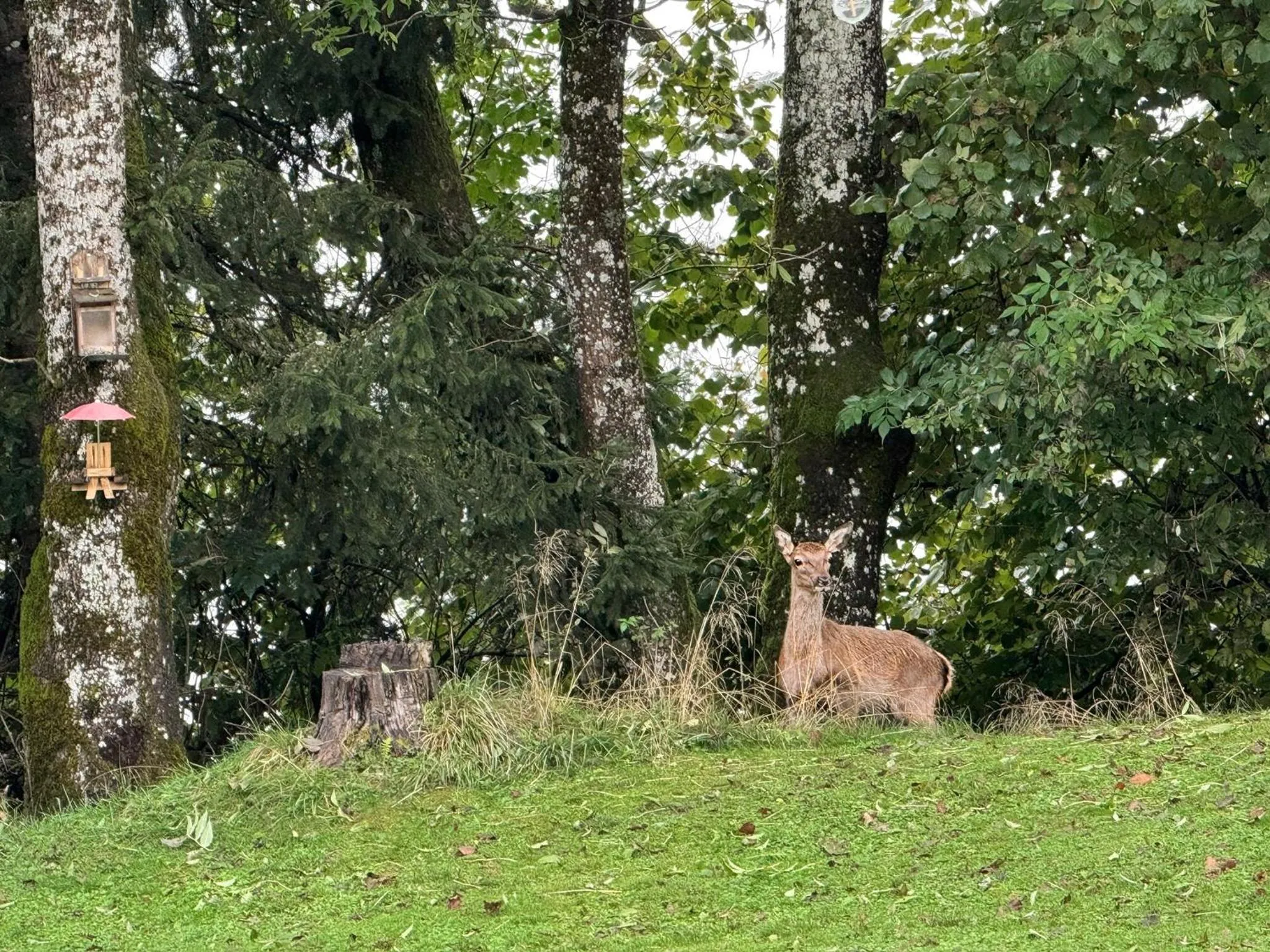 Garden in Pension Gasthof Arriach