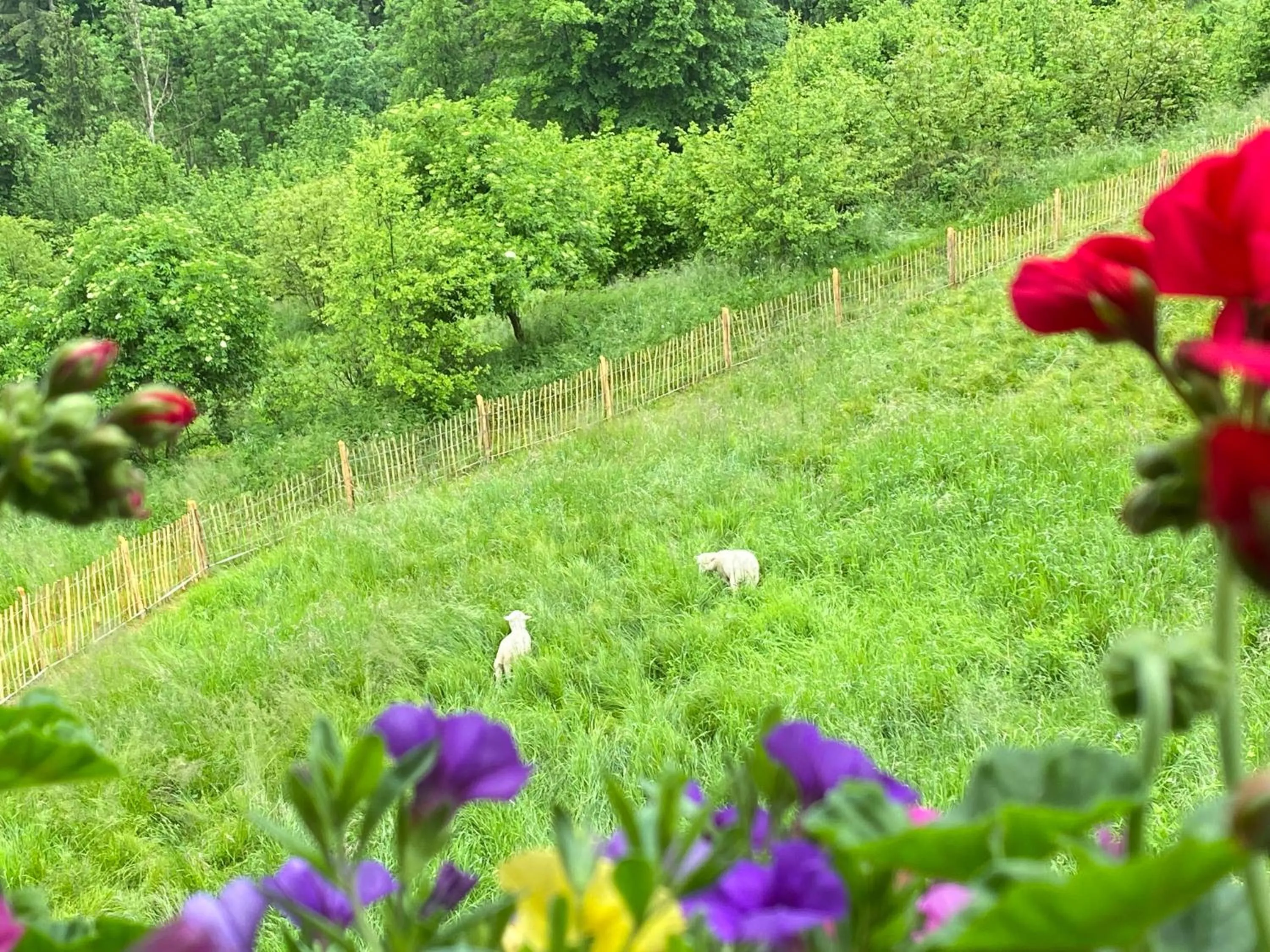 View (from property/room) in Pension Gasthof Arriach