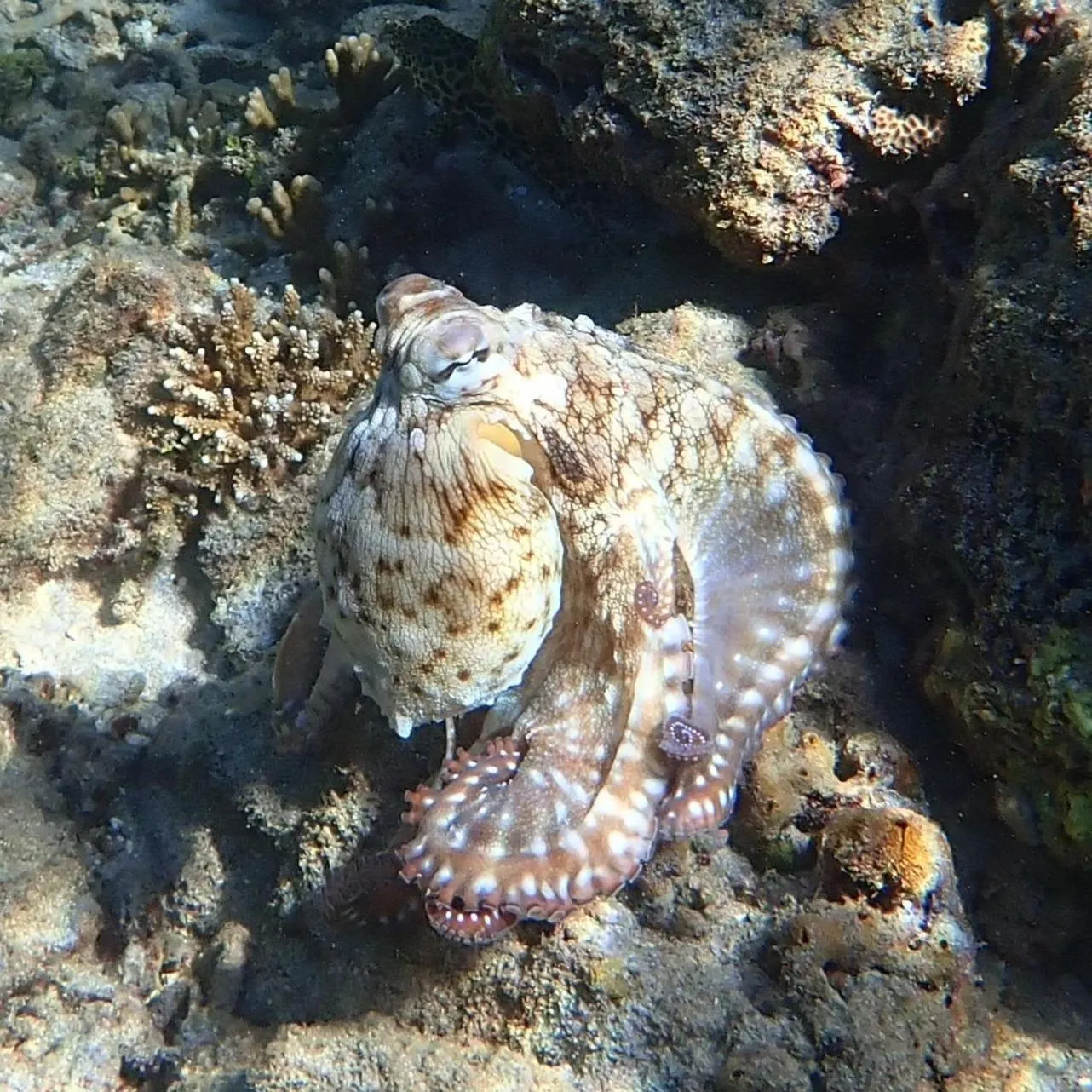 Snorkeling in Waya Island Resort