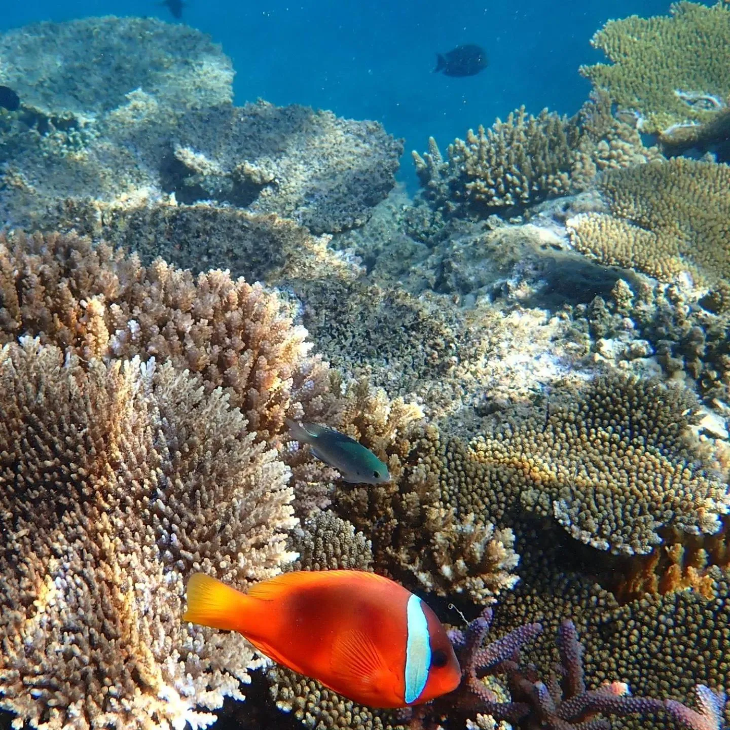 Snorkeling in Waya Island Resort