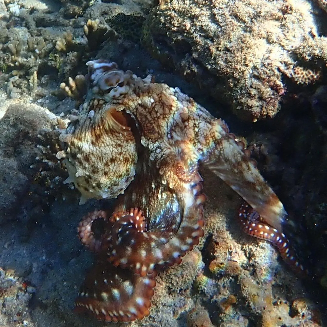Snorkeling in Waya Island Resort