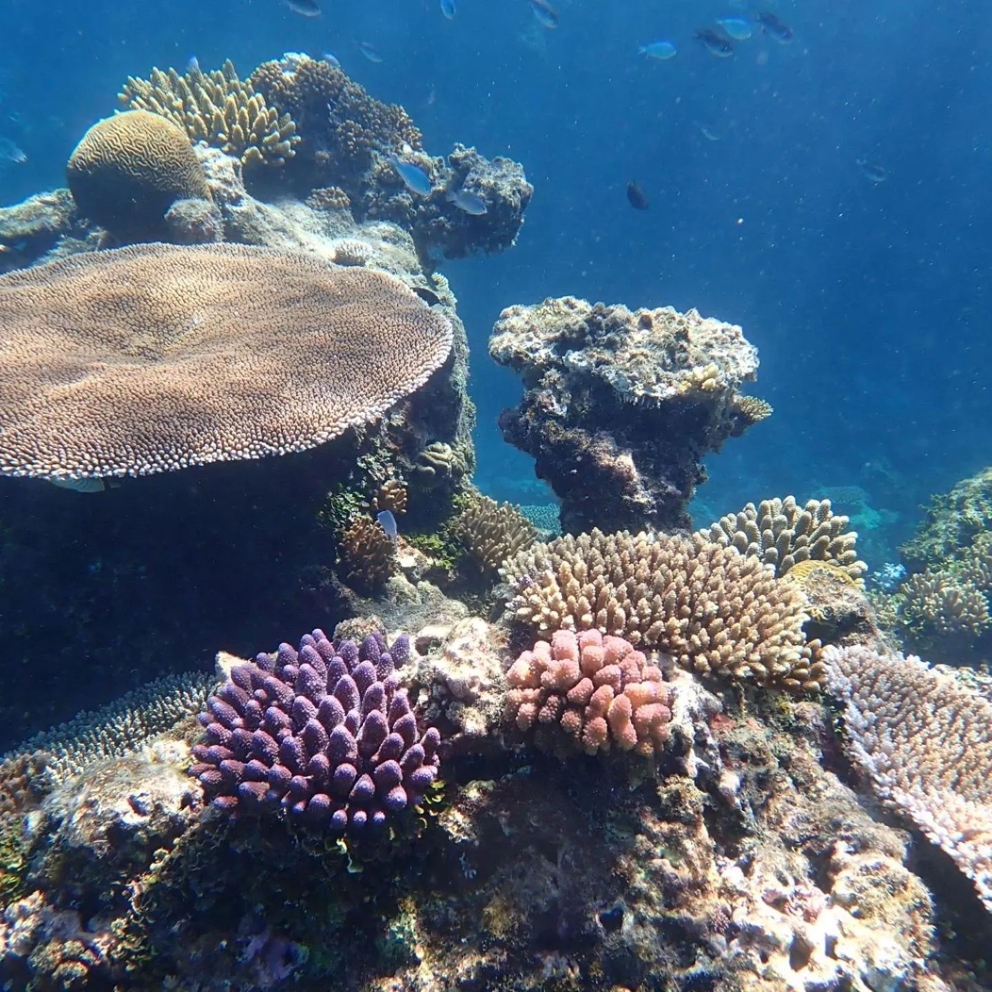 Snorkeling in Waya Island Resort
