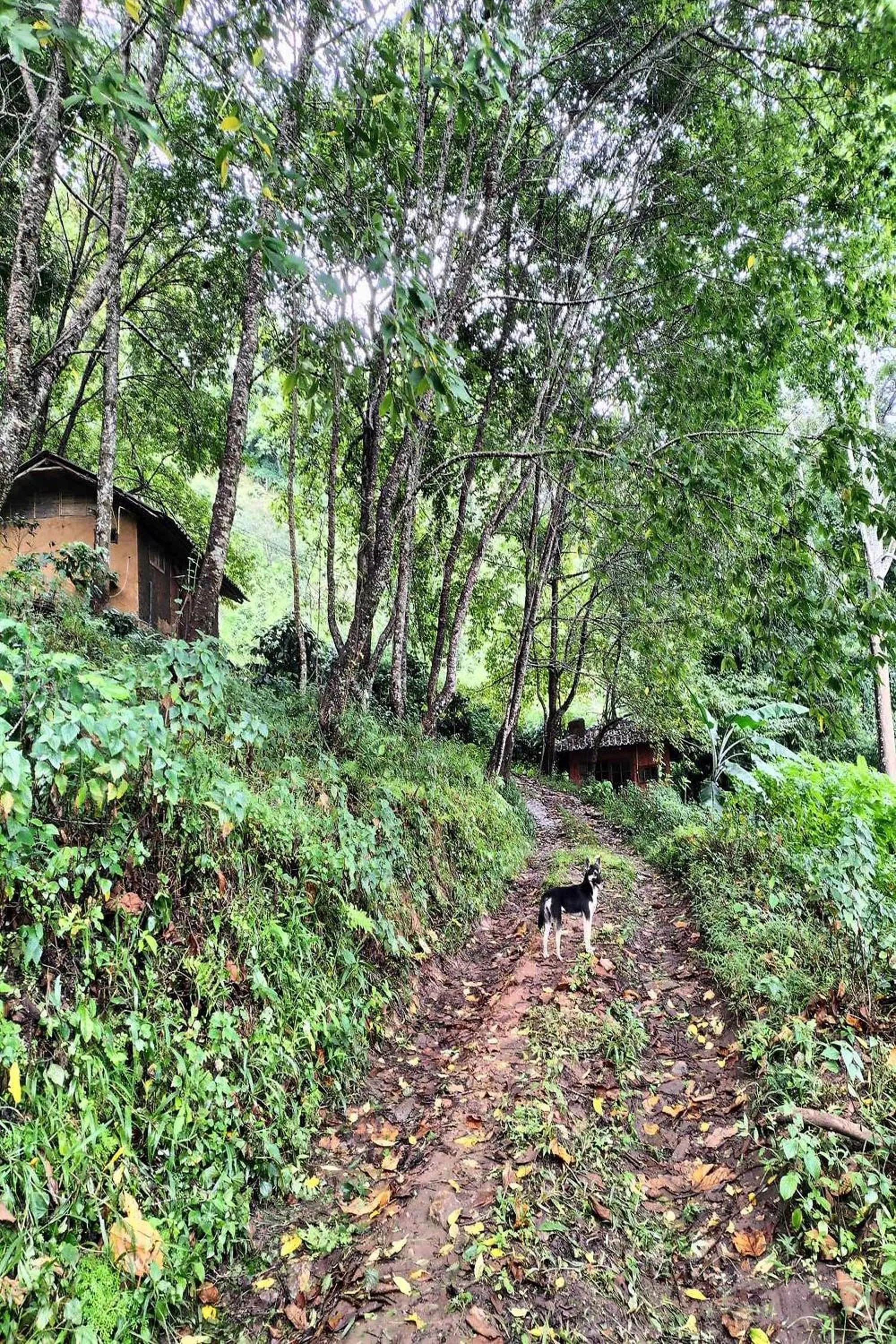 Natural landscape in Doi PuMuen LAHU Homestay