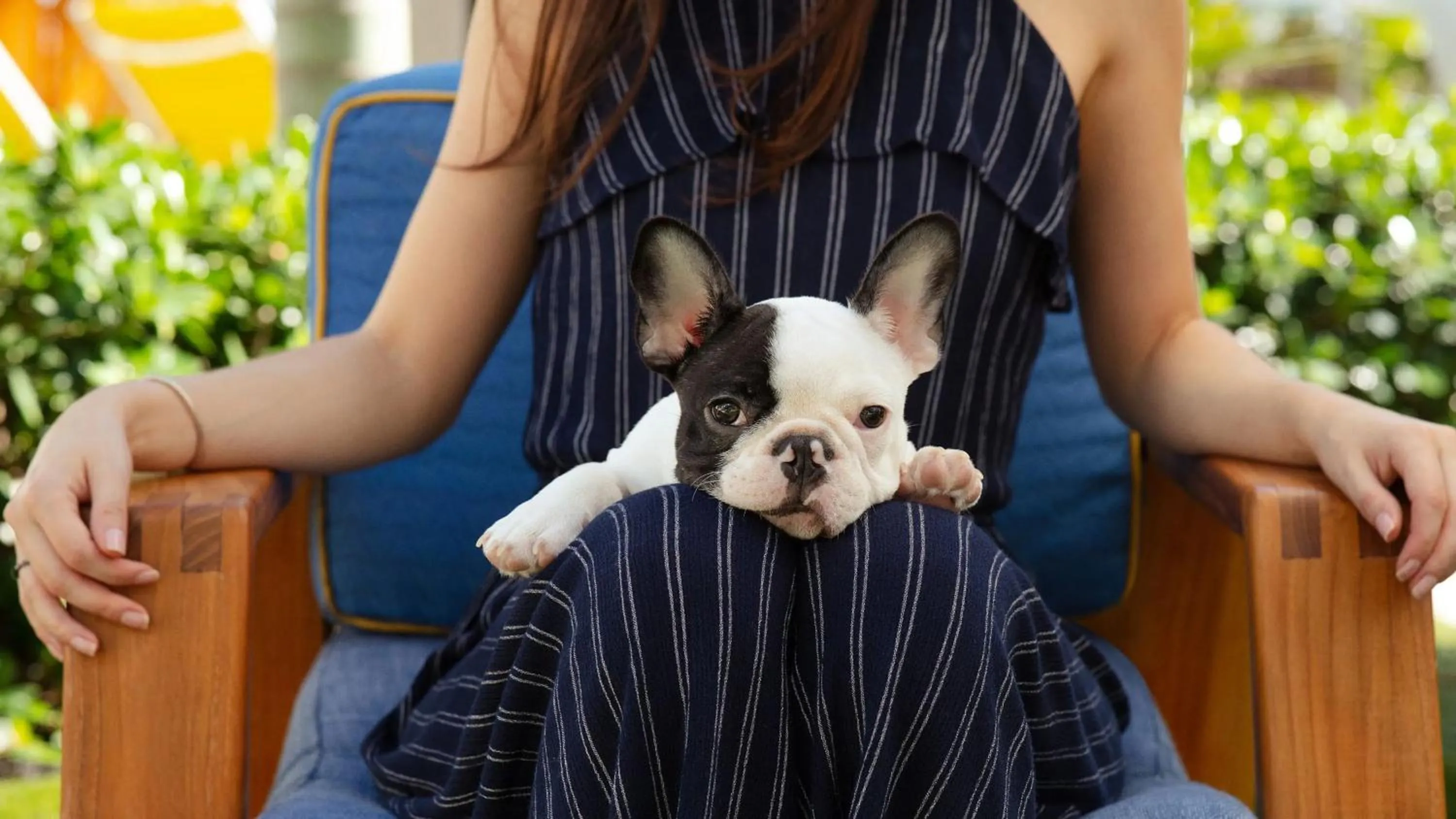 pet friendly in Andaz Miami Beach, By Hyatt