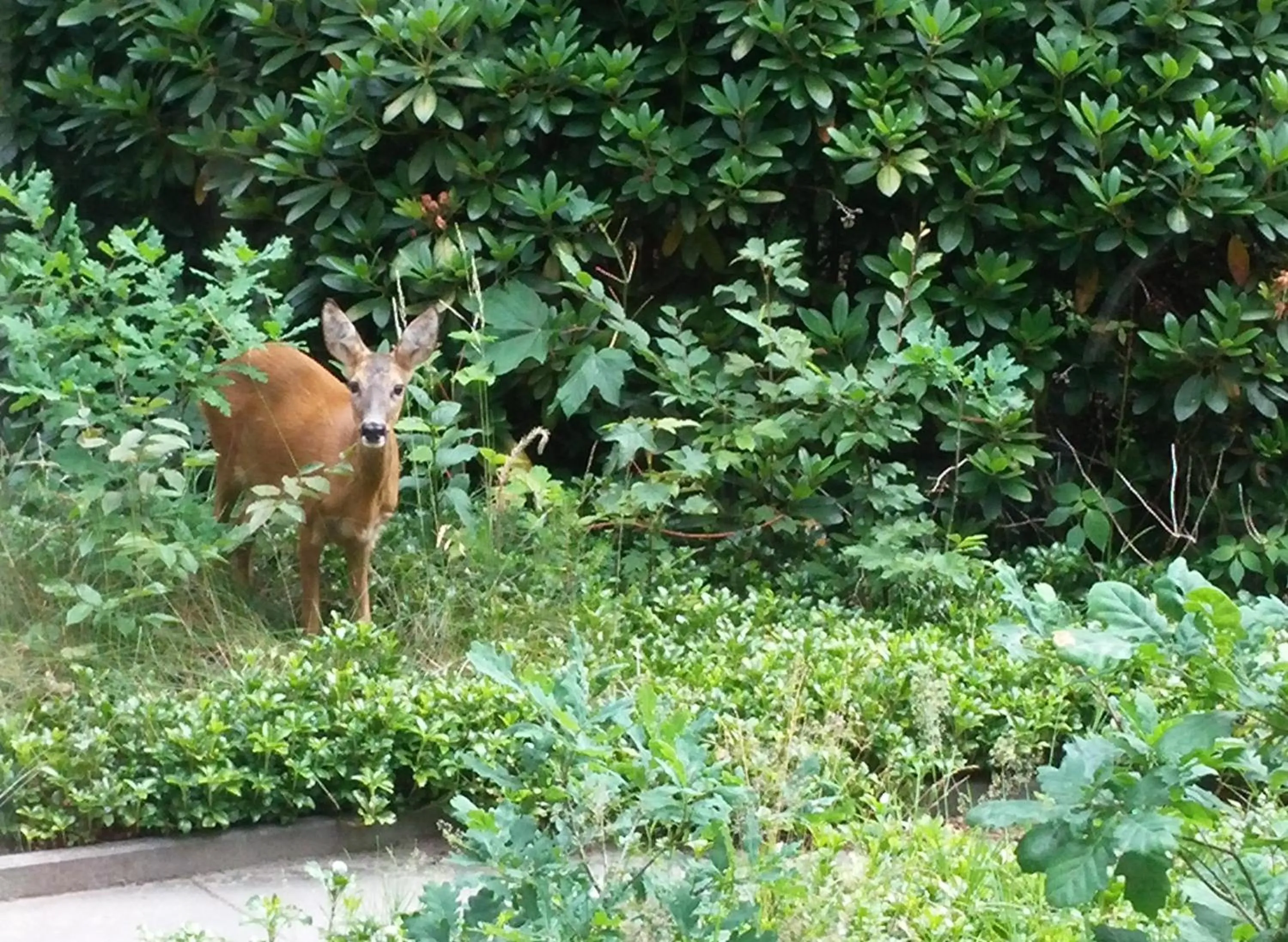 Natural landscape in Hotel Woudschoten