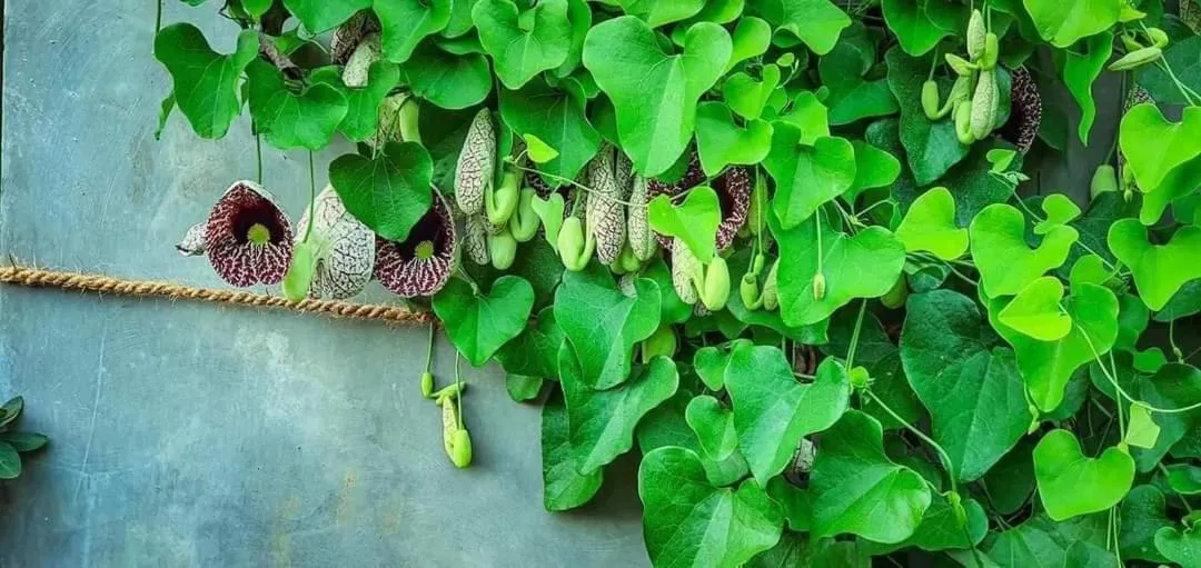 Ella Flower Garden Resort