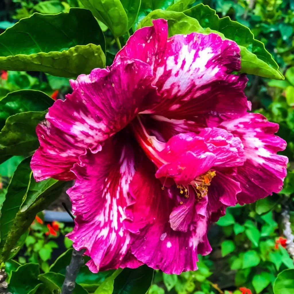 Ella Flower Garden Resort