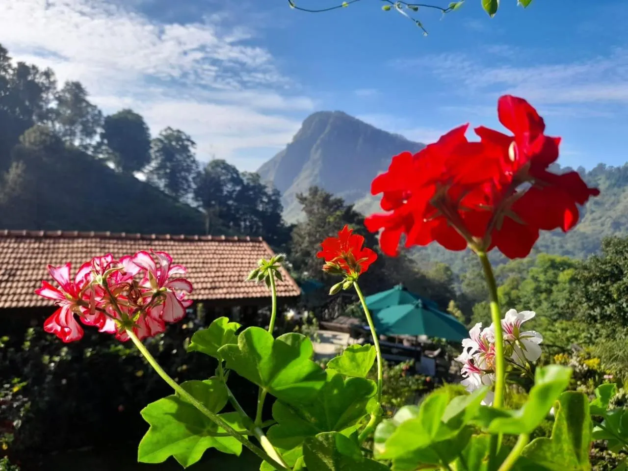 Ella Flower Garden Resort