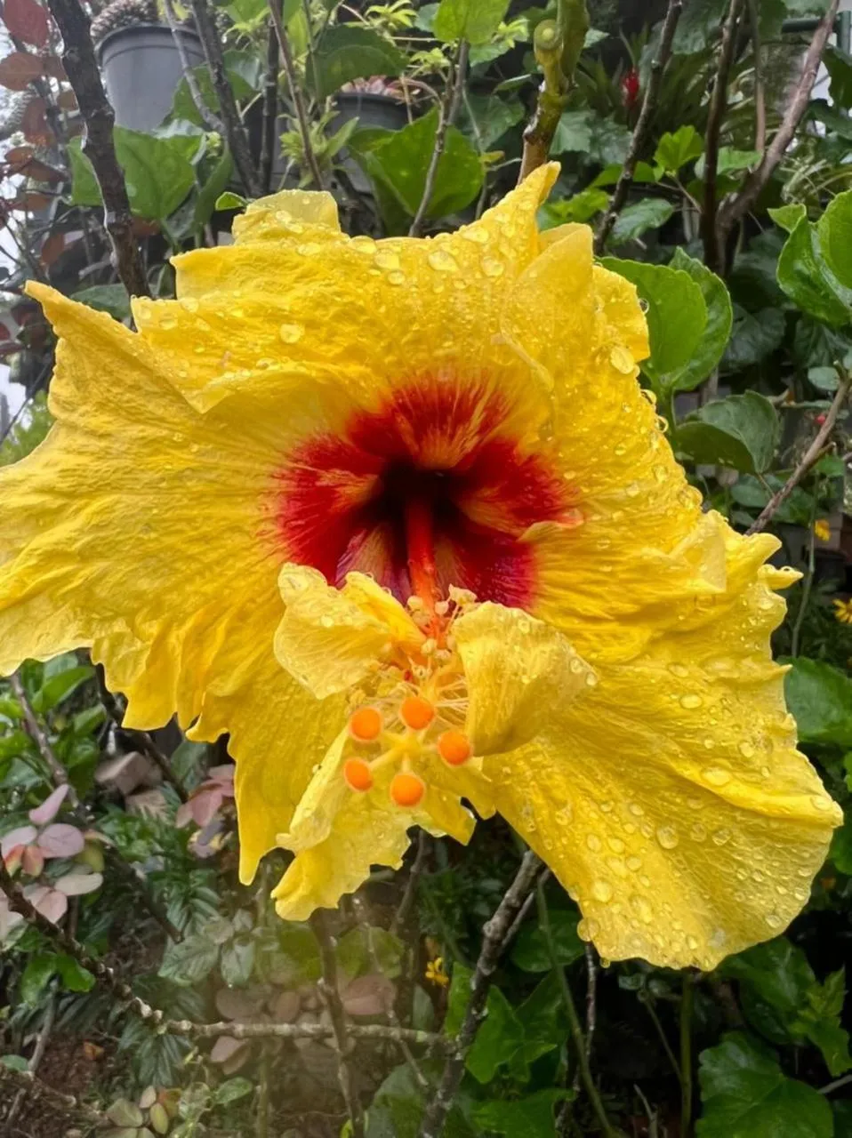 Ella Flower Garden Resort