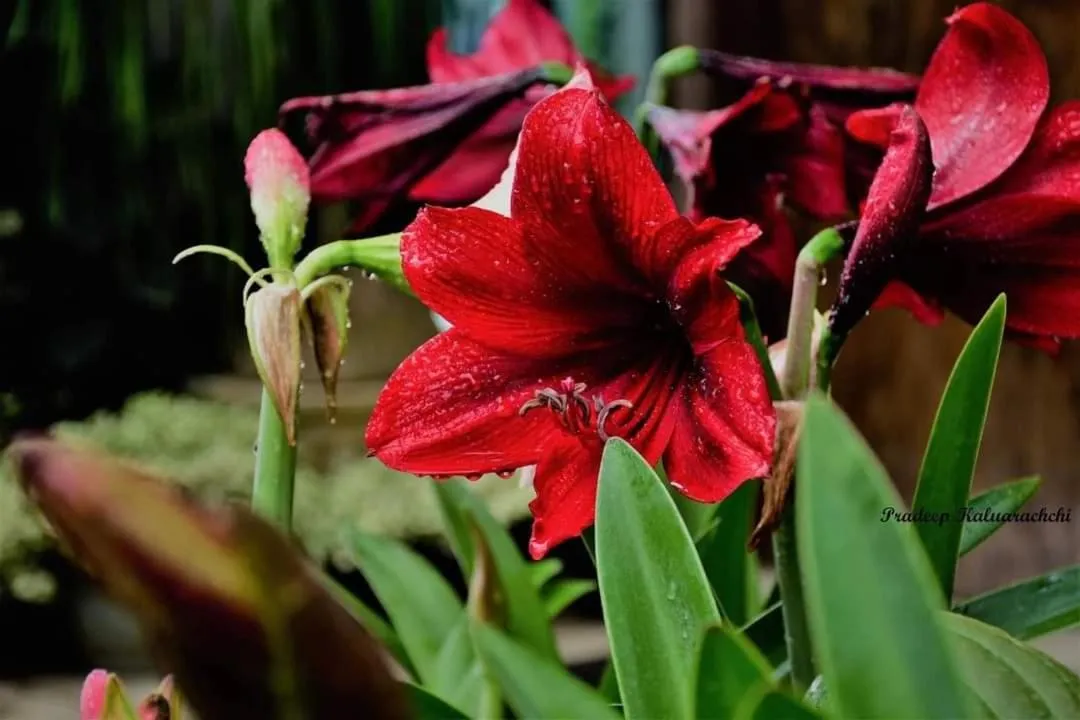 Ella Flower Garden Resort