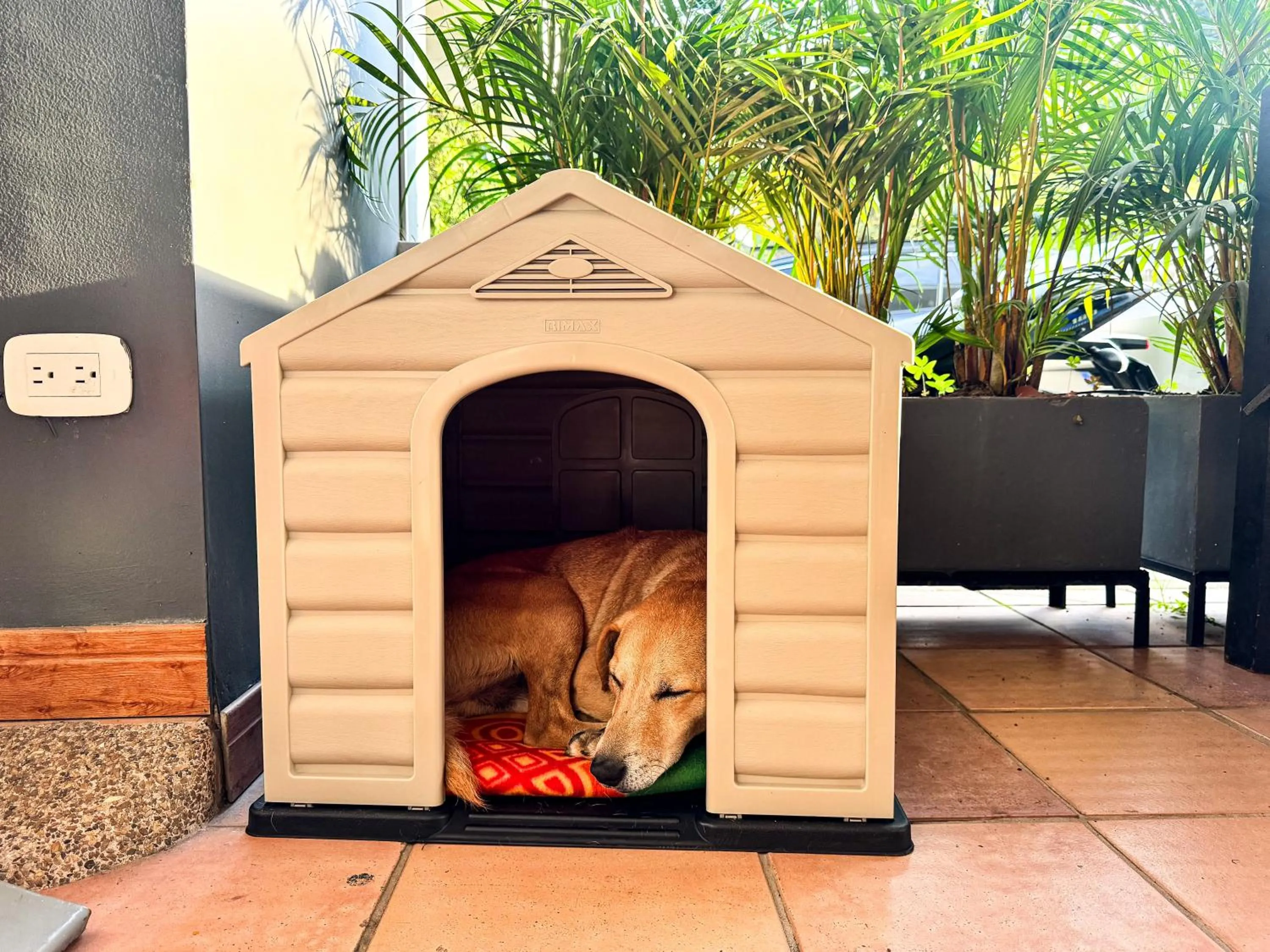 Pets in Tierra Maravilla