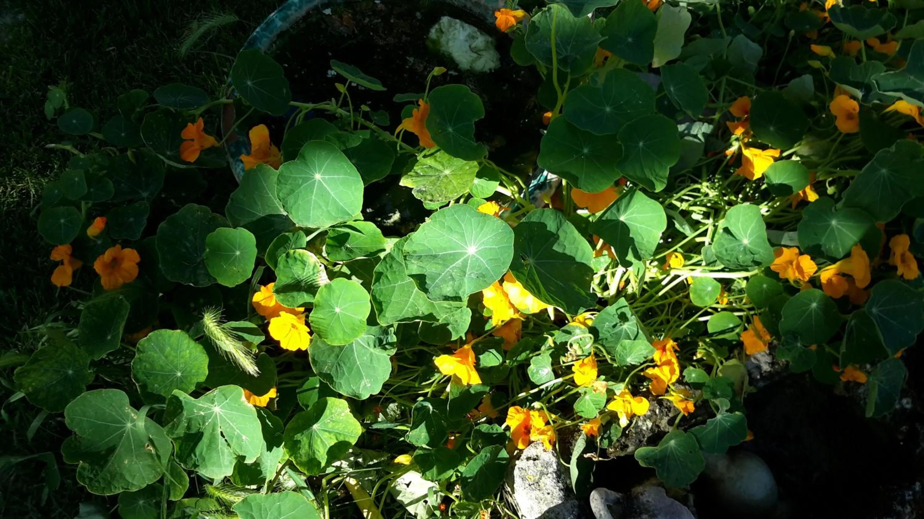 Decorative detail in casa di campagna dal pozzo