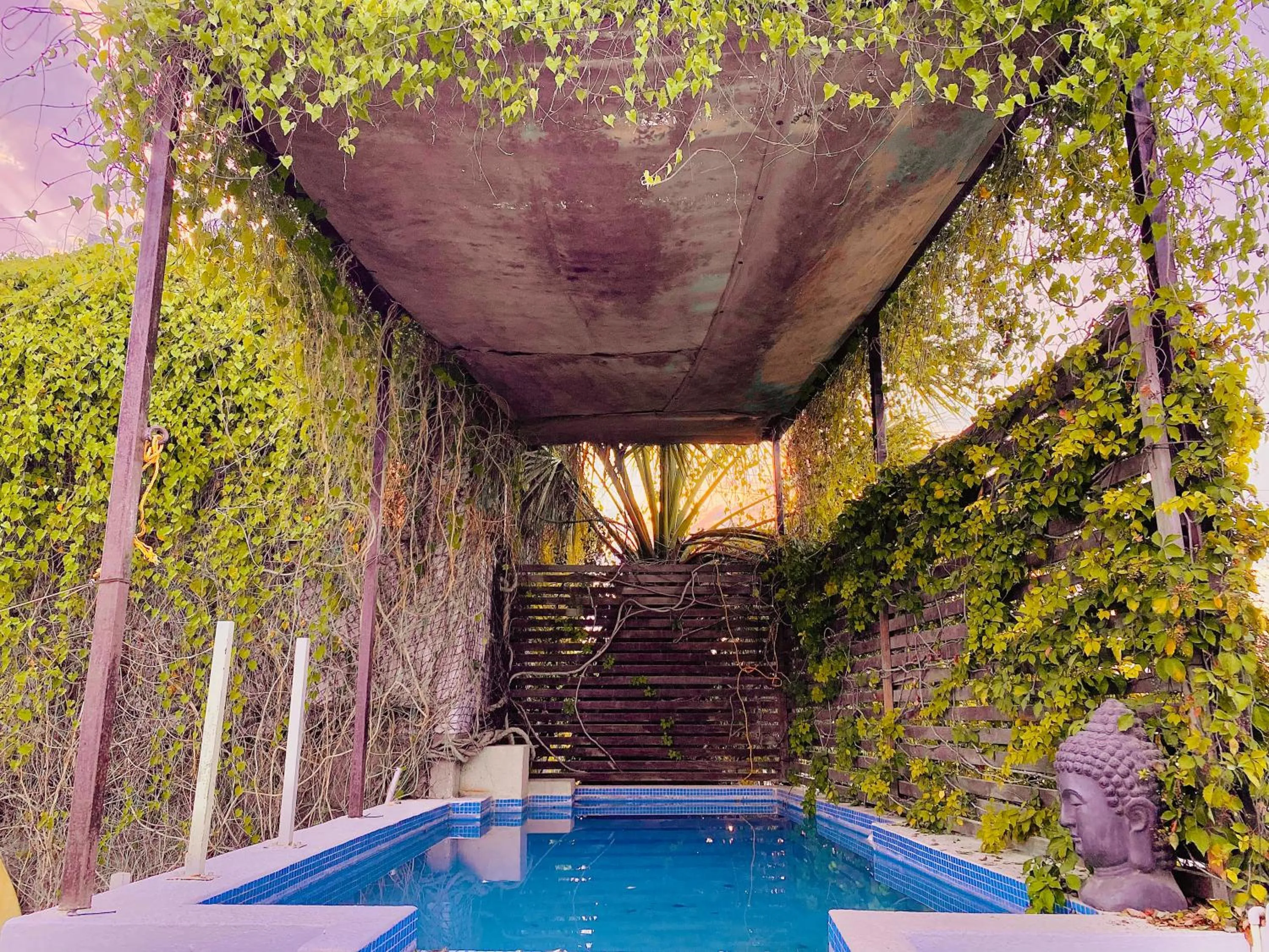 Garden in Perro Surfero Hotel Boutique - Todos Santos, BCS