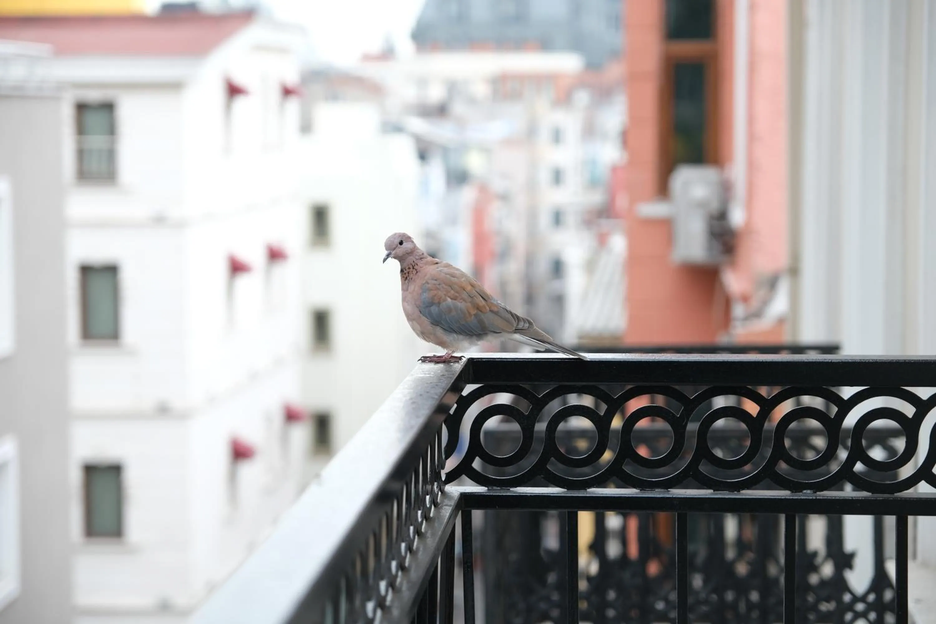 View (from property/room) in Yellow Mansion