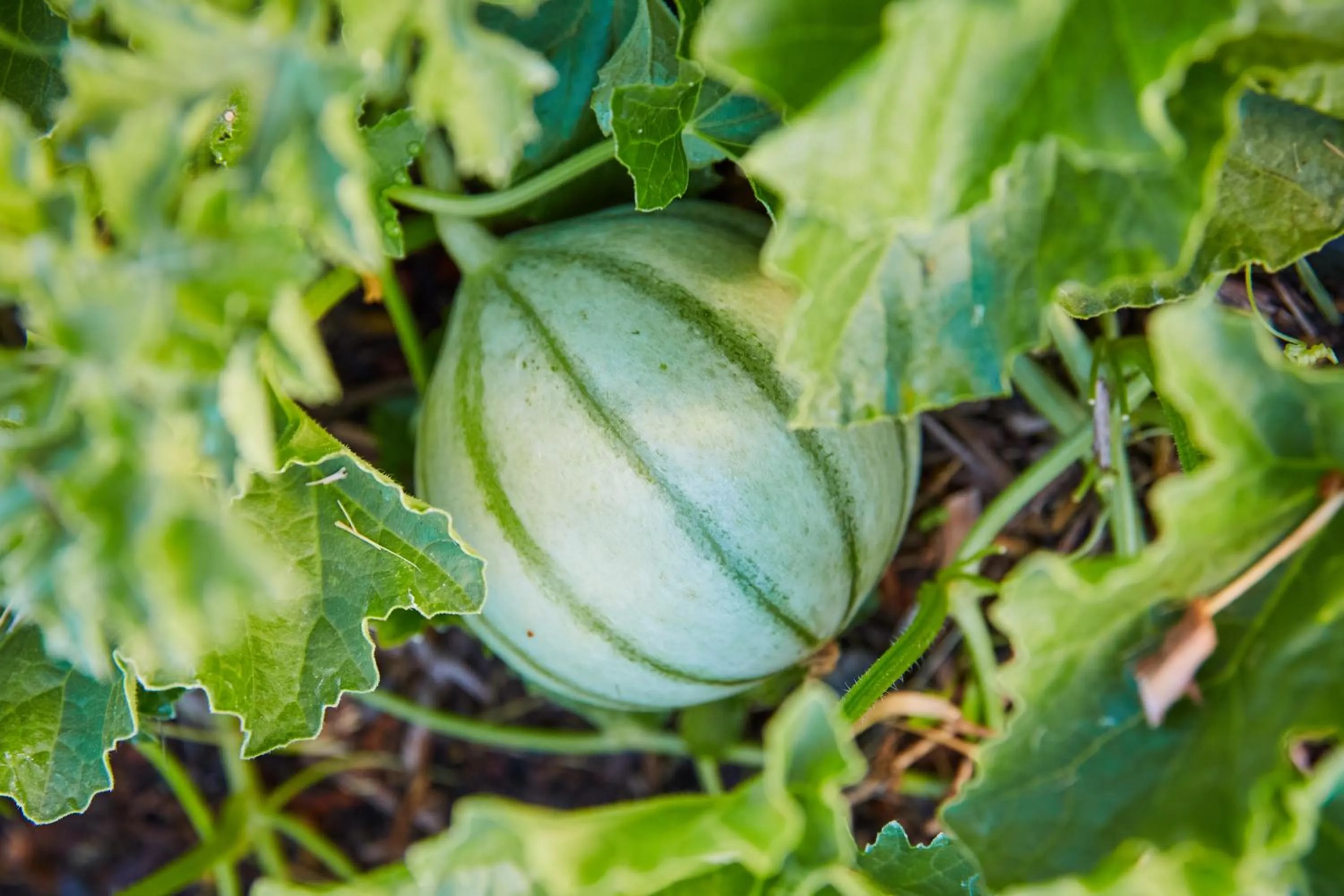 Summer in Mine and Farm, The Inn at Guerneville, CA