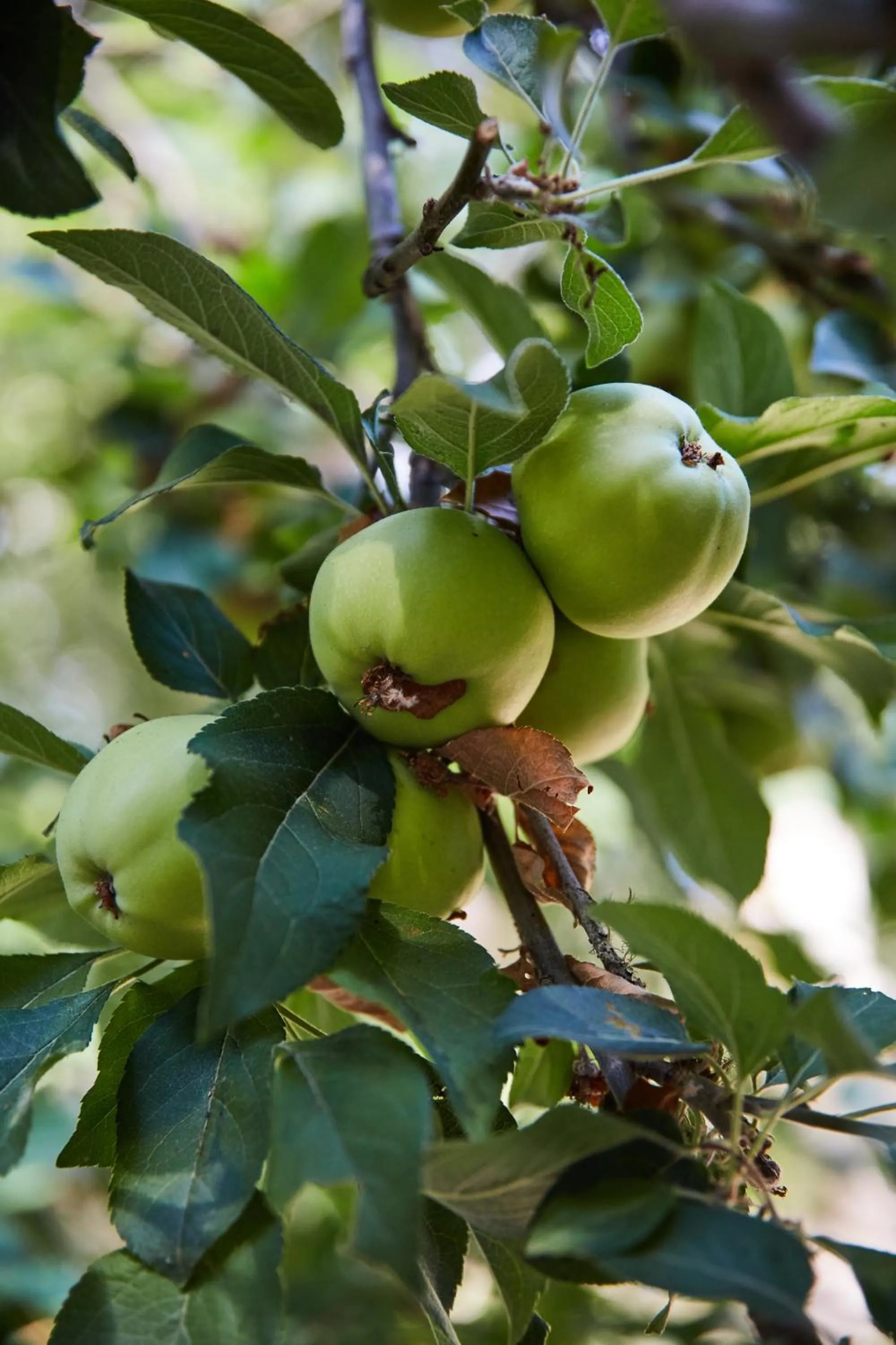 Garden in Mine and Farm, The Inn at Guerneville, CA