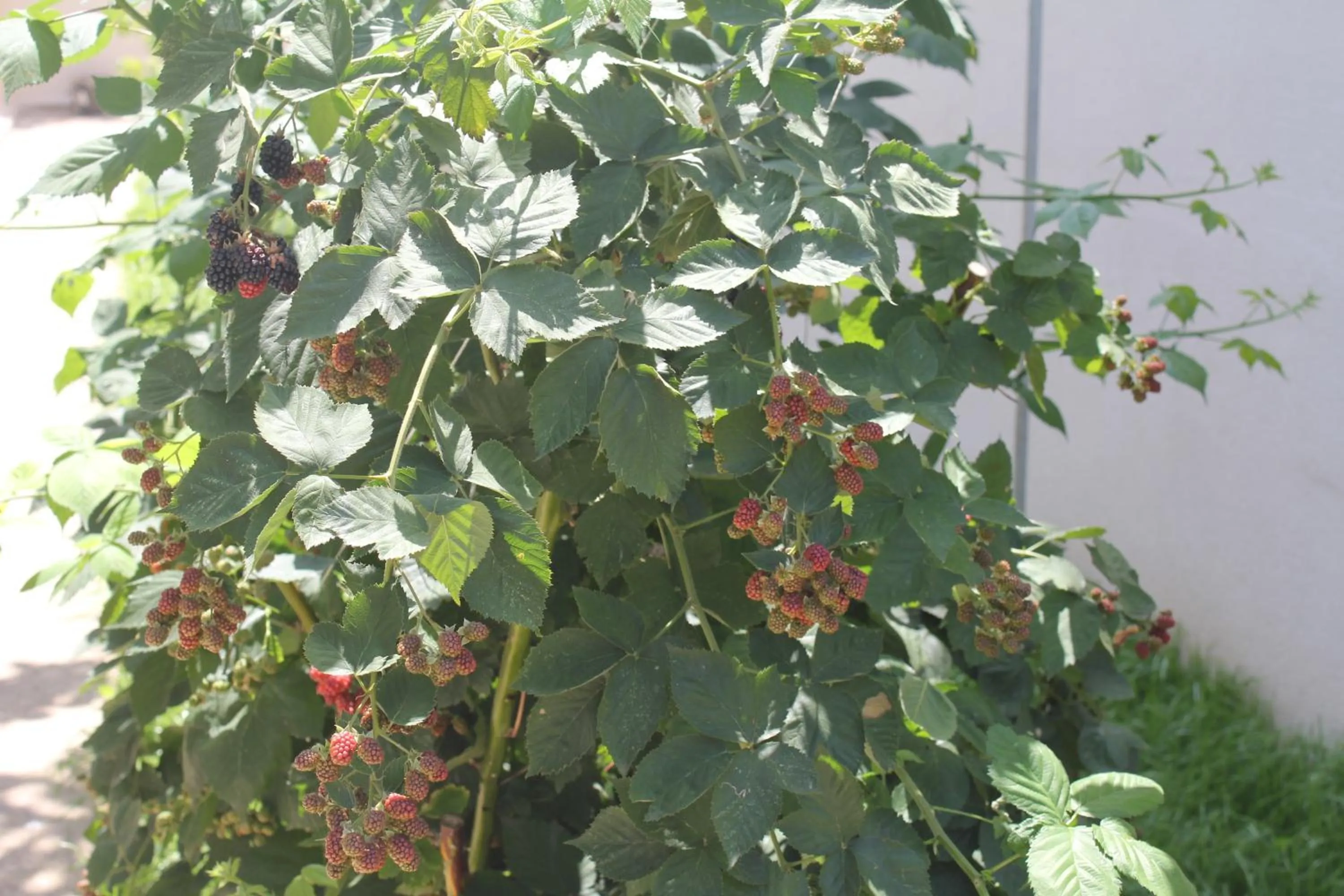 Day in Karaagac Green Edirne