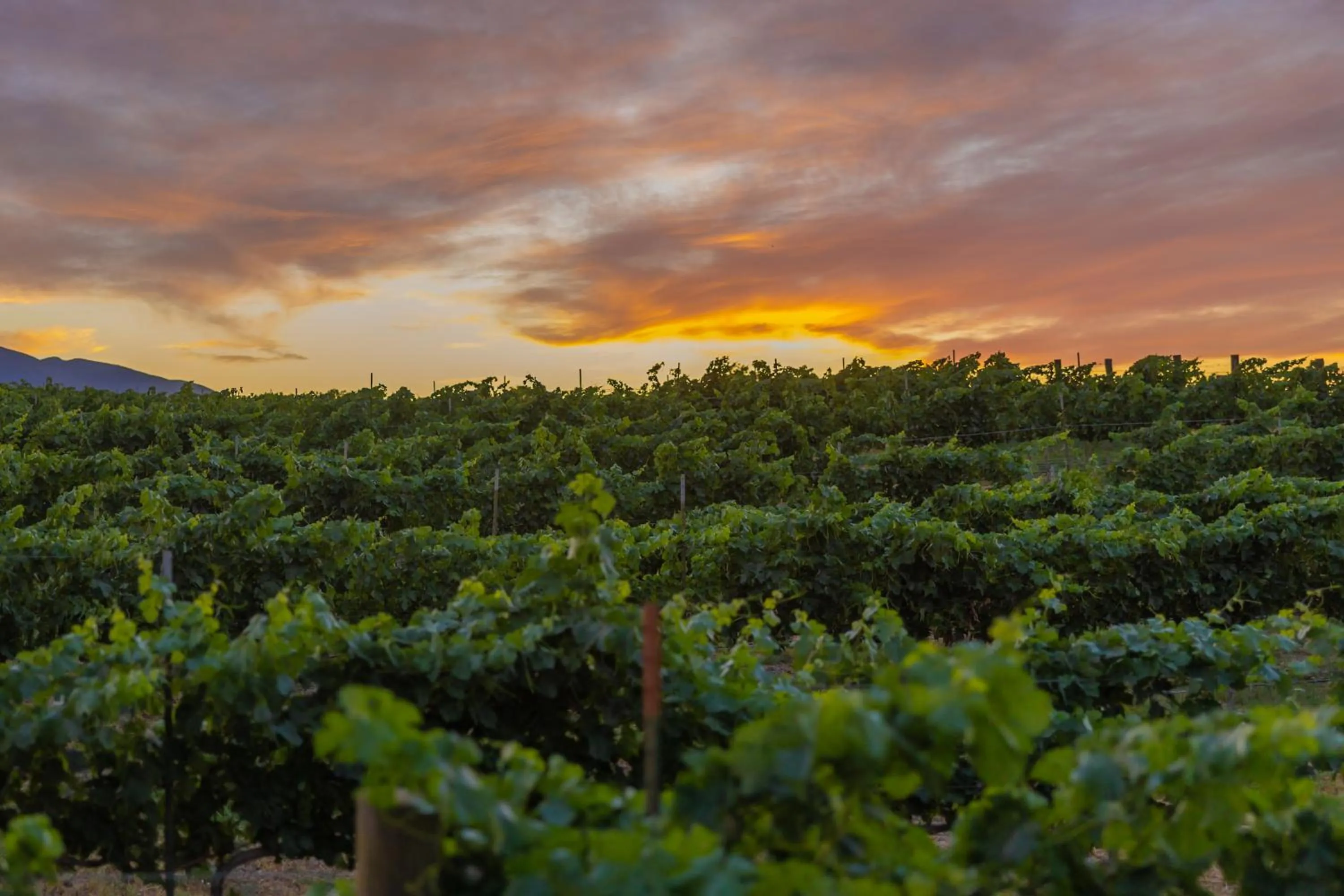 Natural landscape in Hotel Vinícola Parvada by Lumina