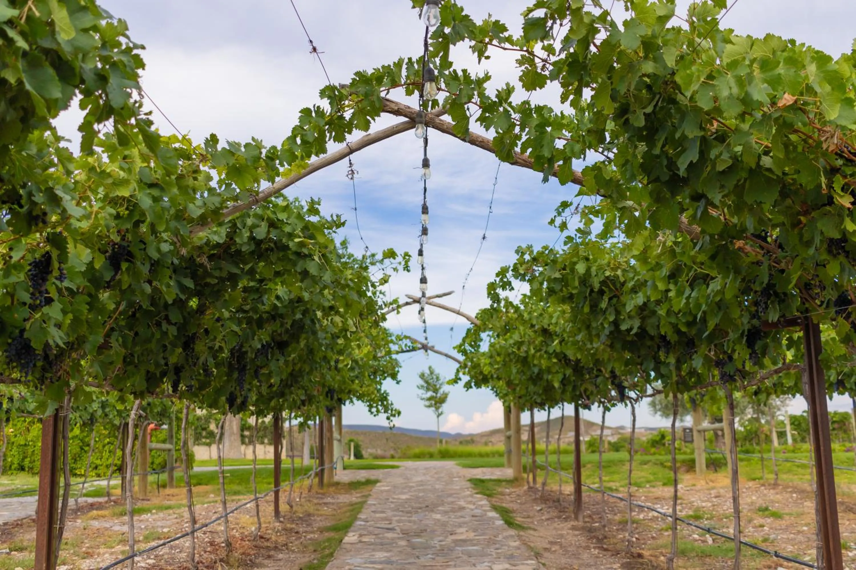 Natural landscape in Hotel Vinícola Parvada by Lumina