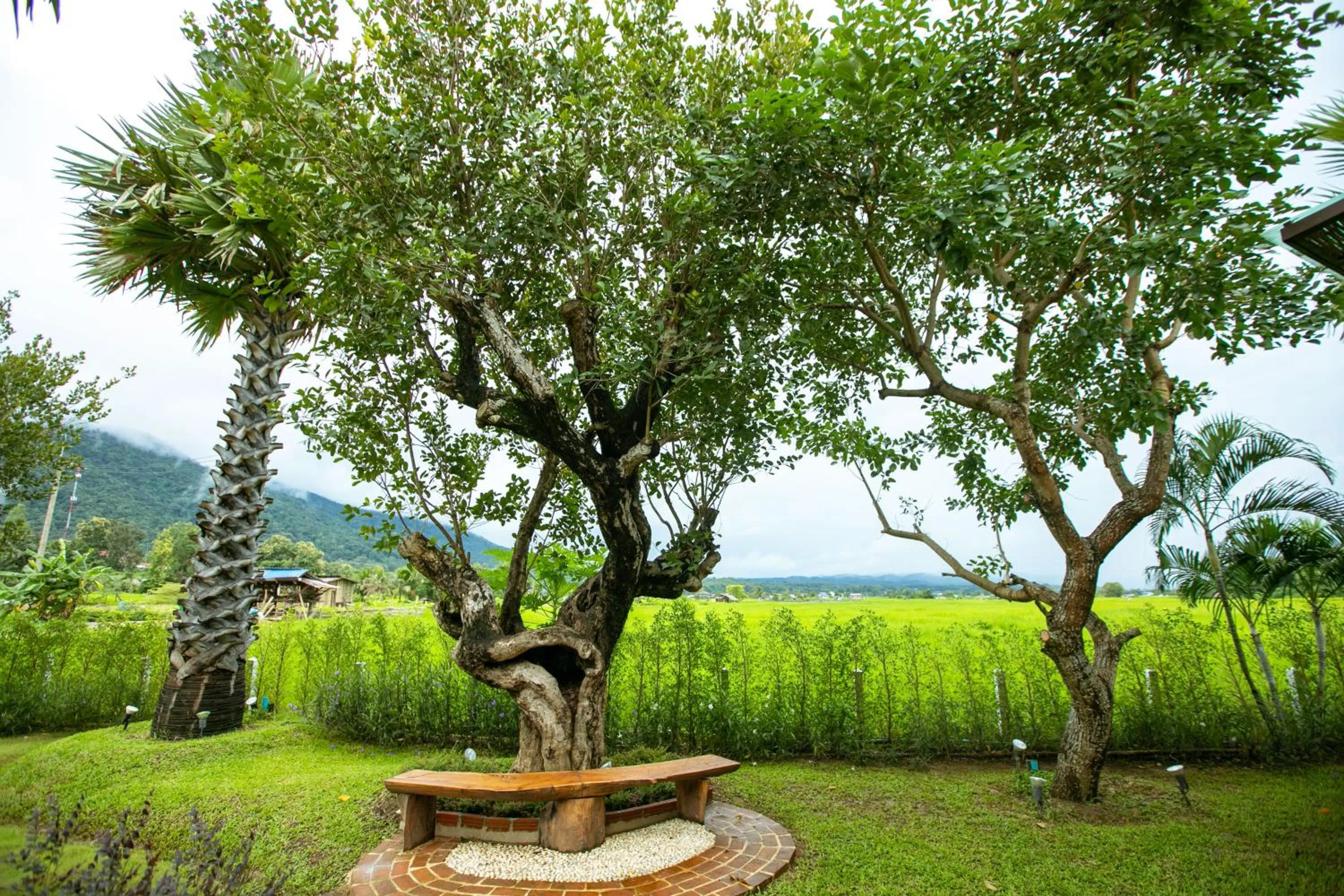 Garden in Saksila Resort