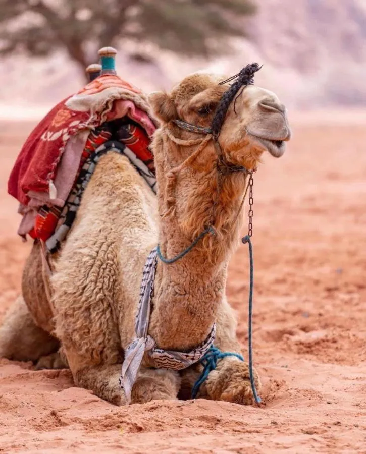 Activities in Bedouin& camp