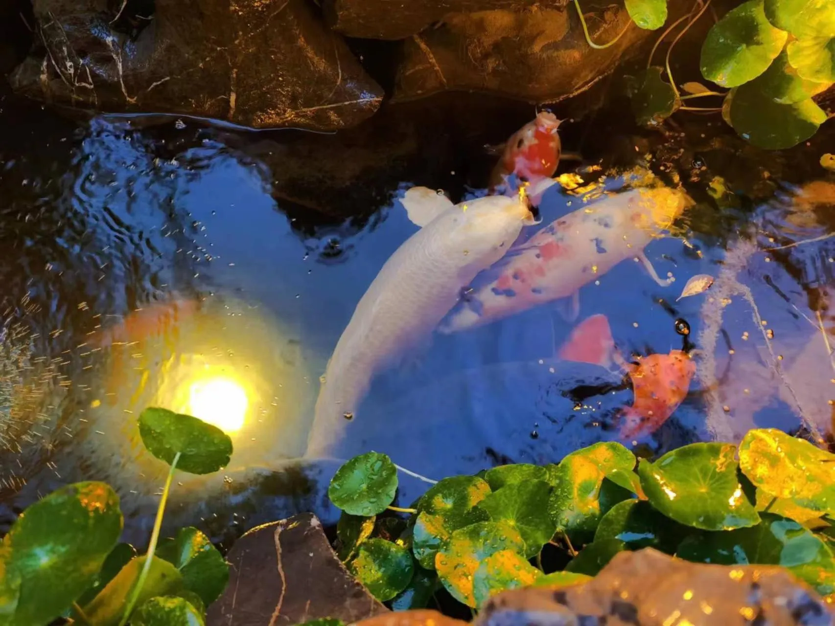 Garden view in The JOY courtyard Beijing near Tiananmen Forbidden City