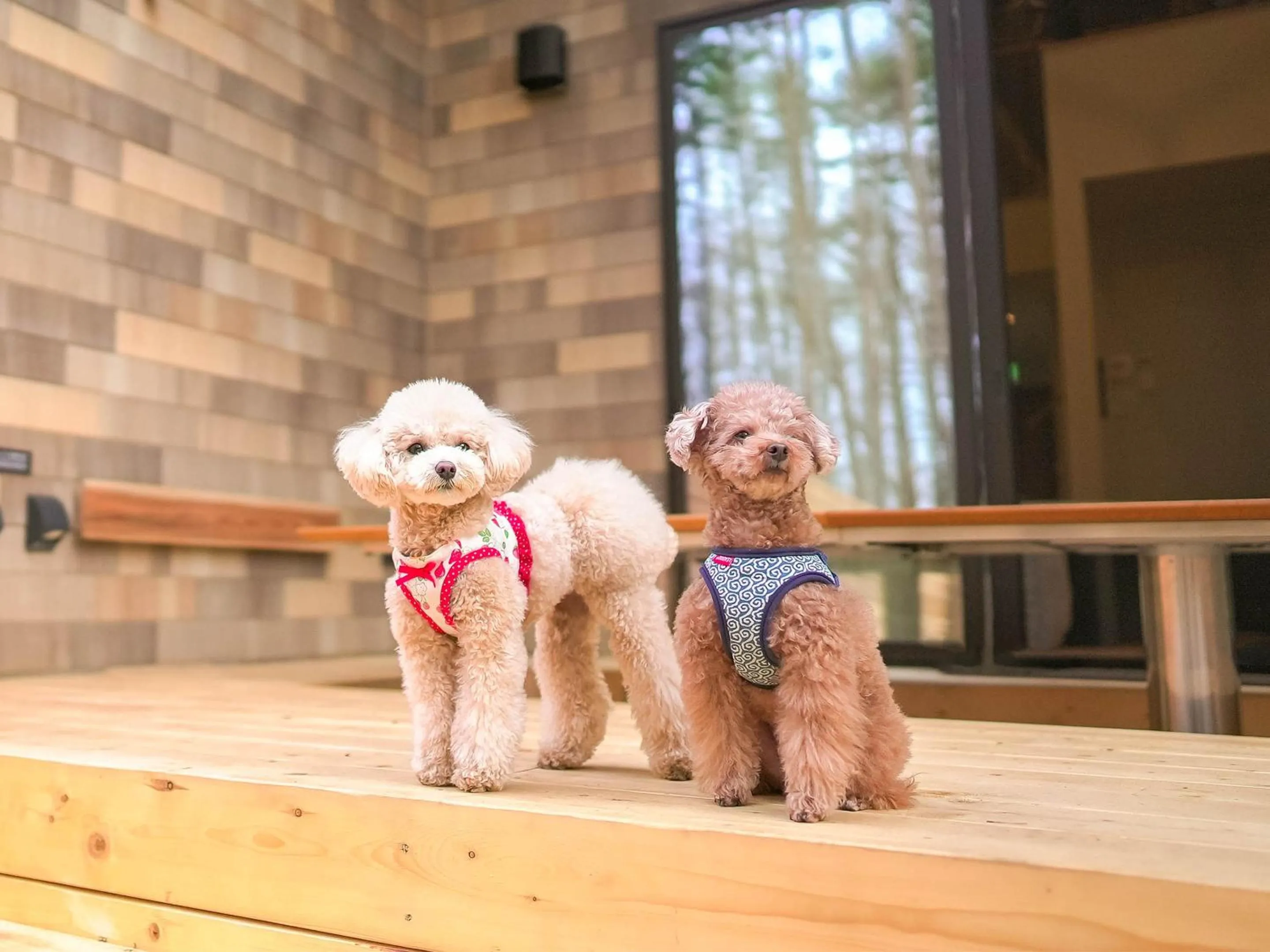 Pets in Rakuten STAY VILLA Fujikawaguchiko Forest