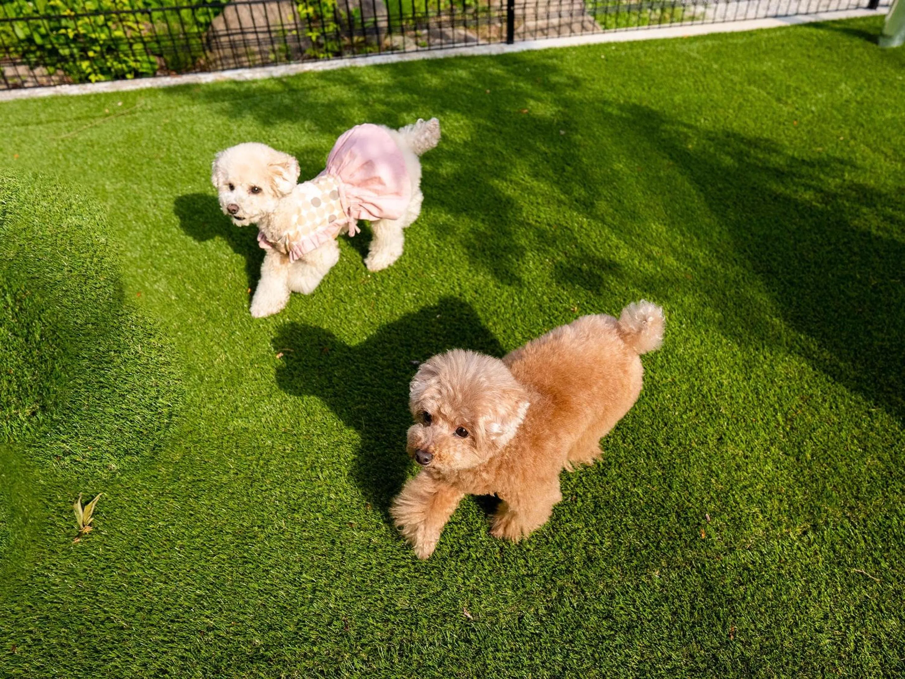 Animals in Rakuten STAY VILLA Yatsugatake