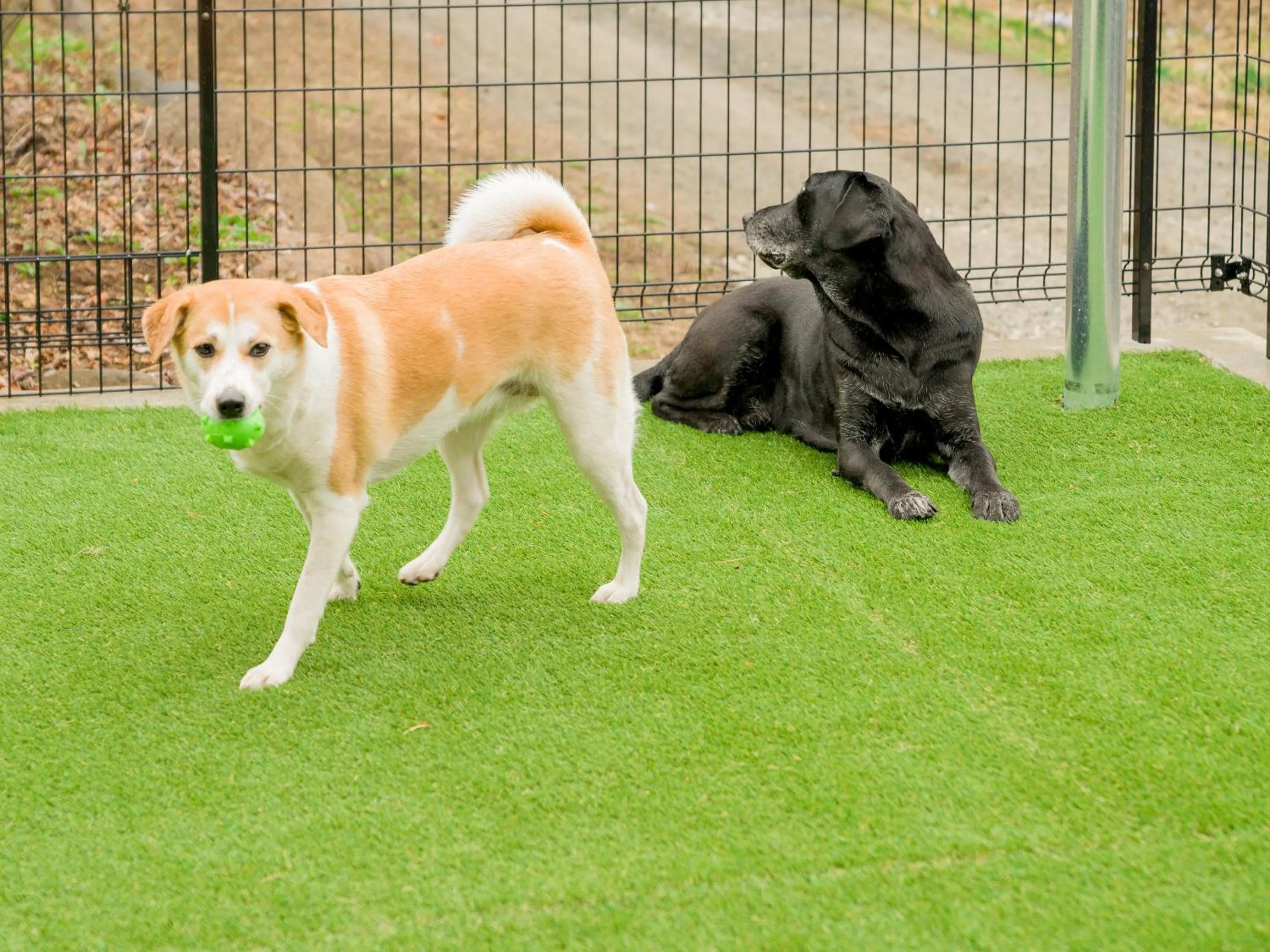 Animals in Rakuten STAY VILLA Yatsugatake