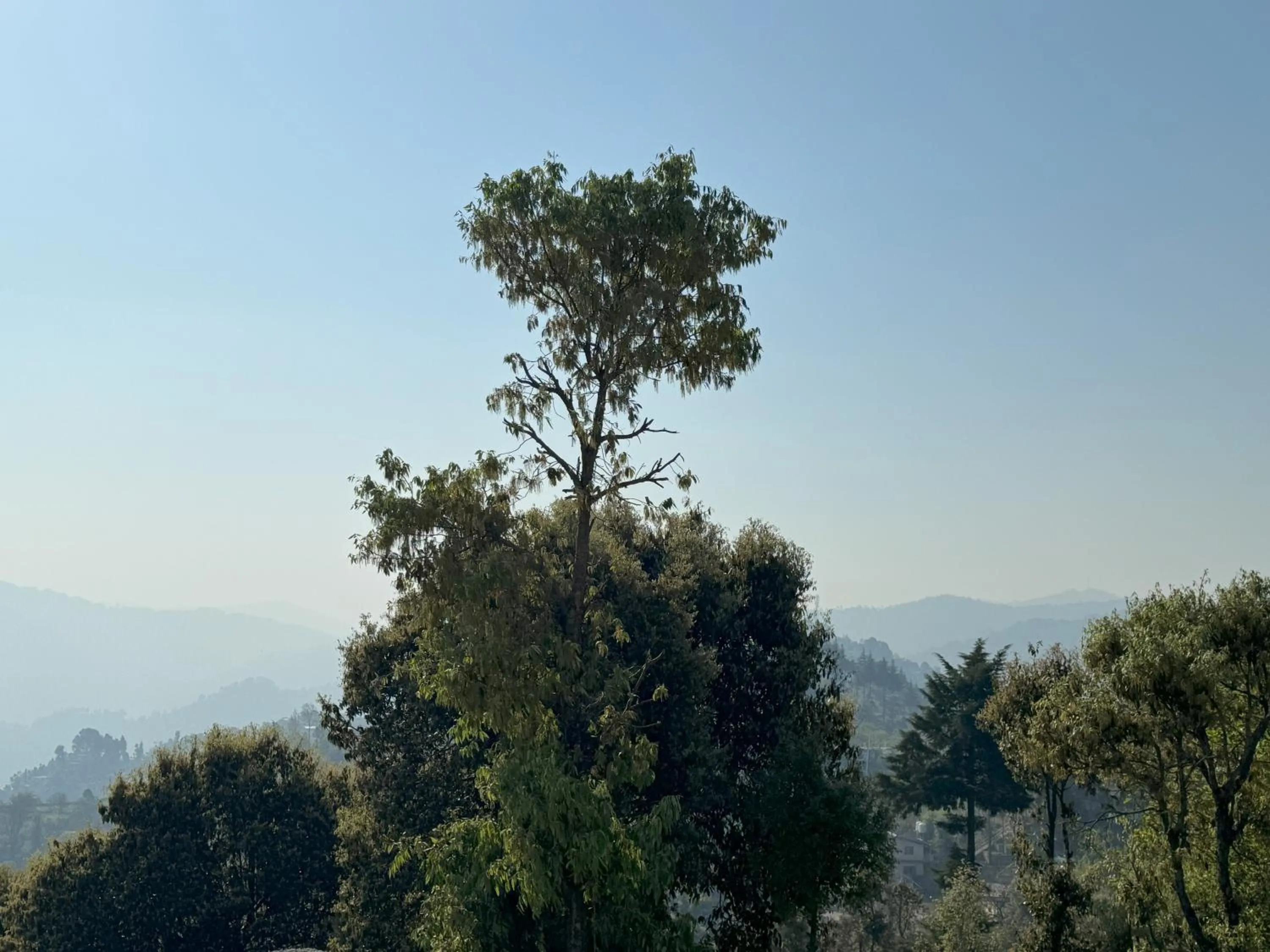 View (from property/room) in Wanderlust Mukteshwar