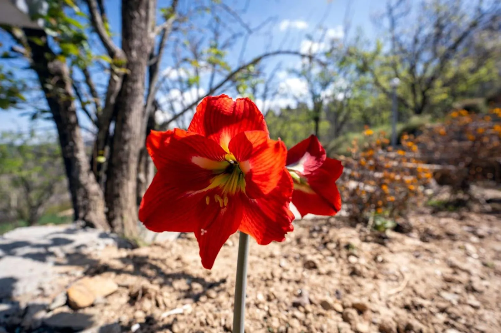 Garden in Shree Parijat Resort - Luxury Resort in Mukteshwar