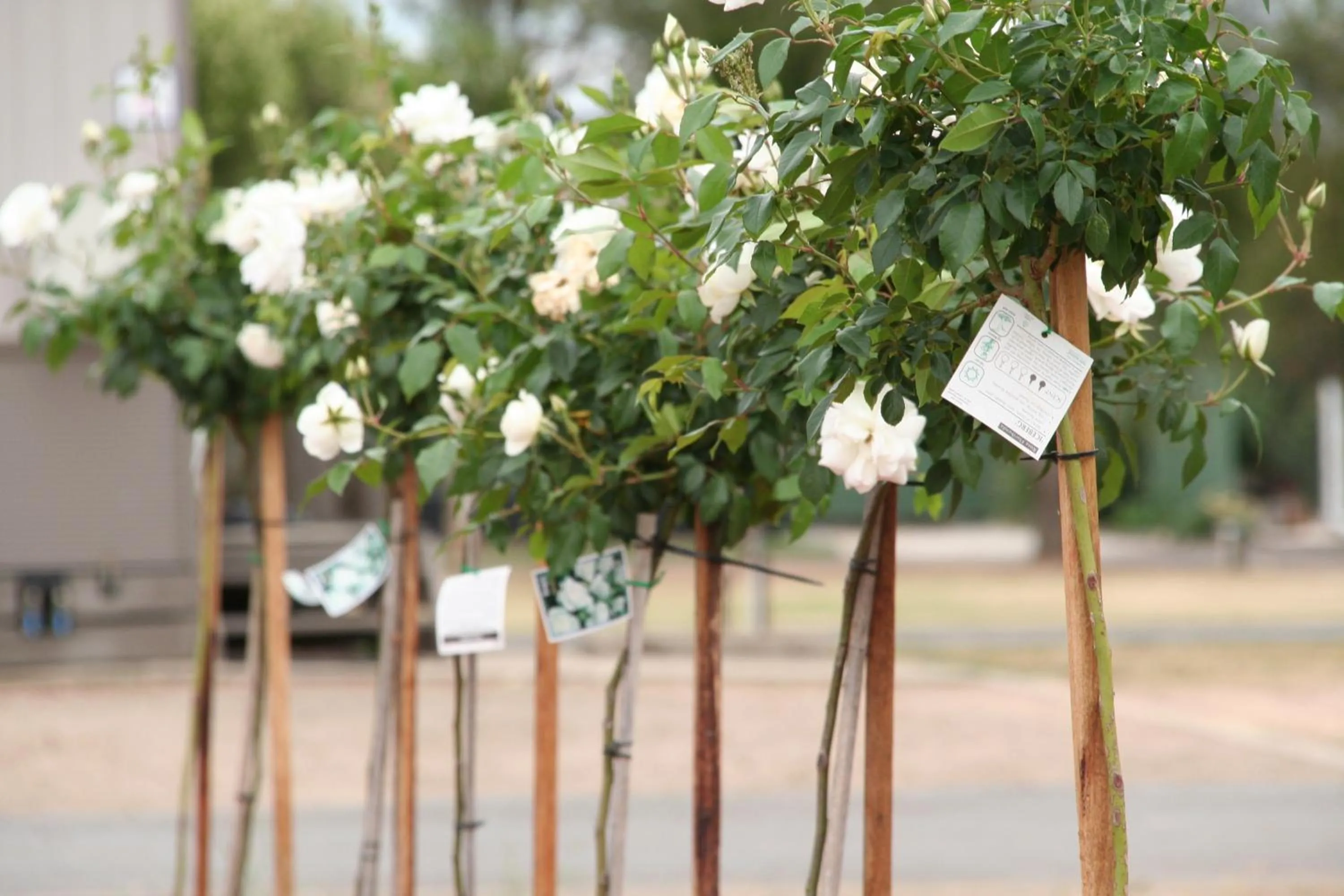 Facade/entrance in BIG4 Shepparton Park Lane Holiday Park