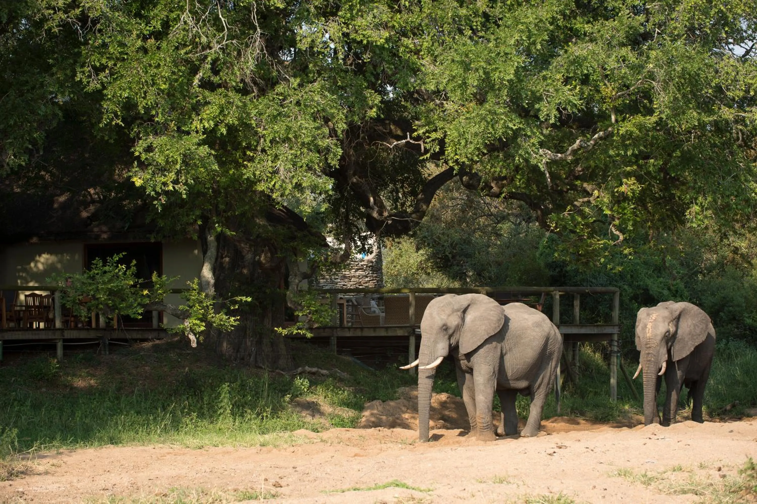 Balcony/Terrace in Tintswalo Safari