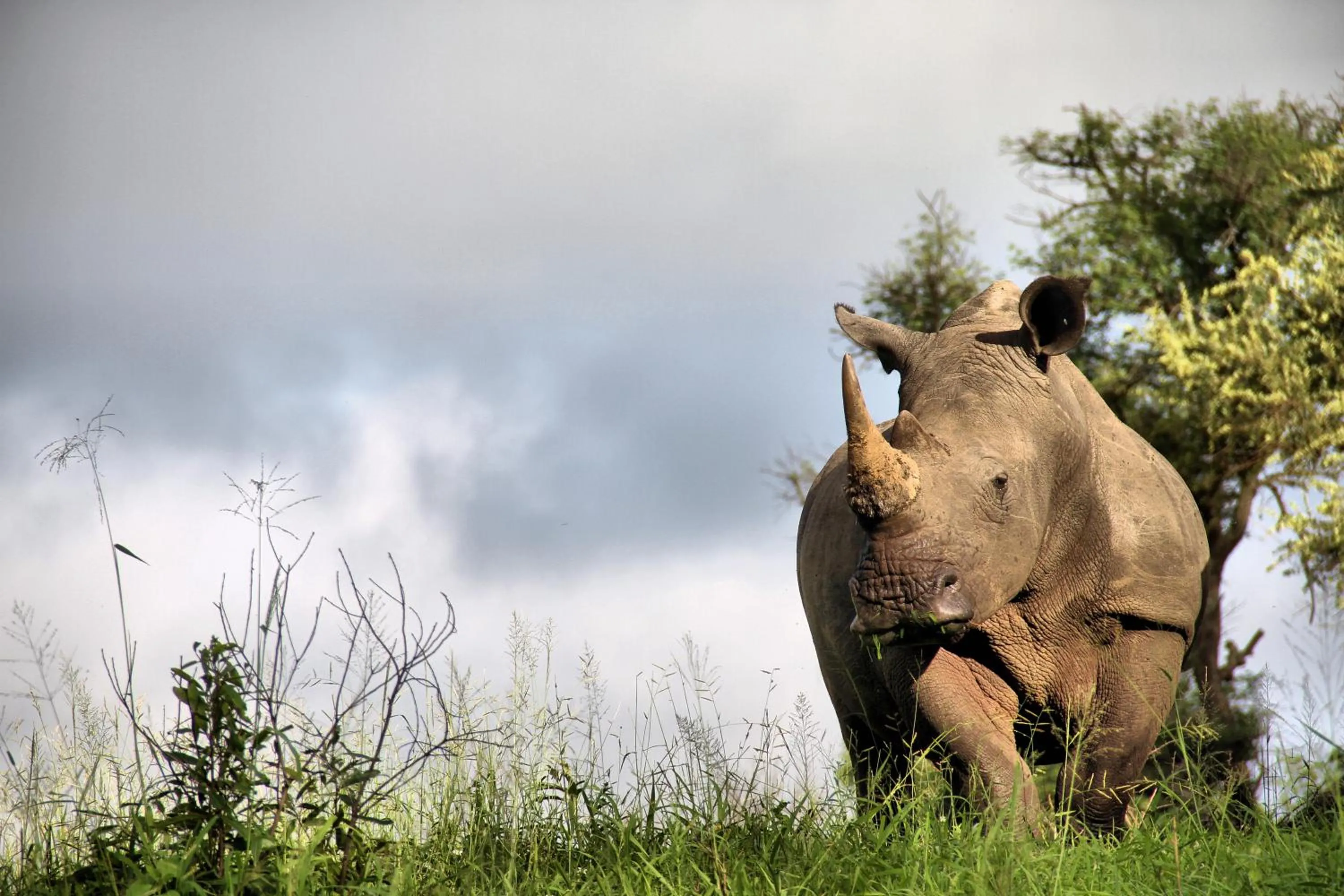 Natural landscape in Tintswalo Safari