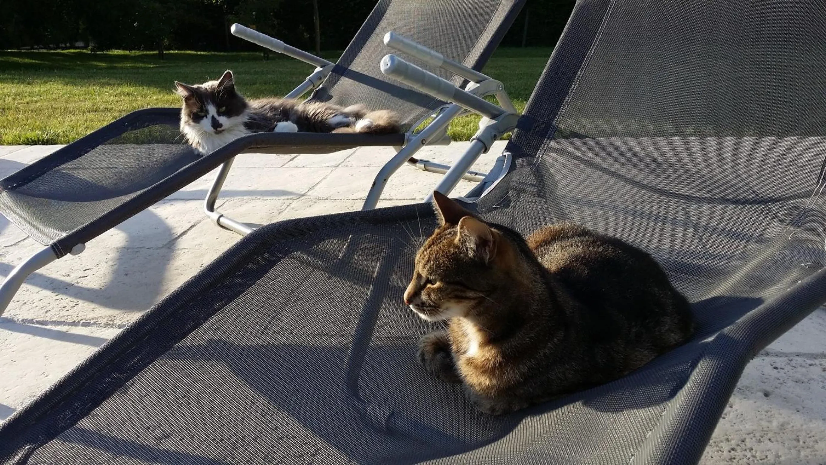 Pets in l'Améthyste