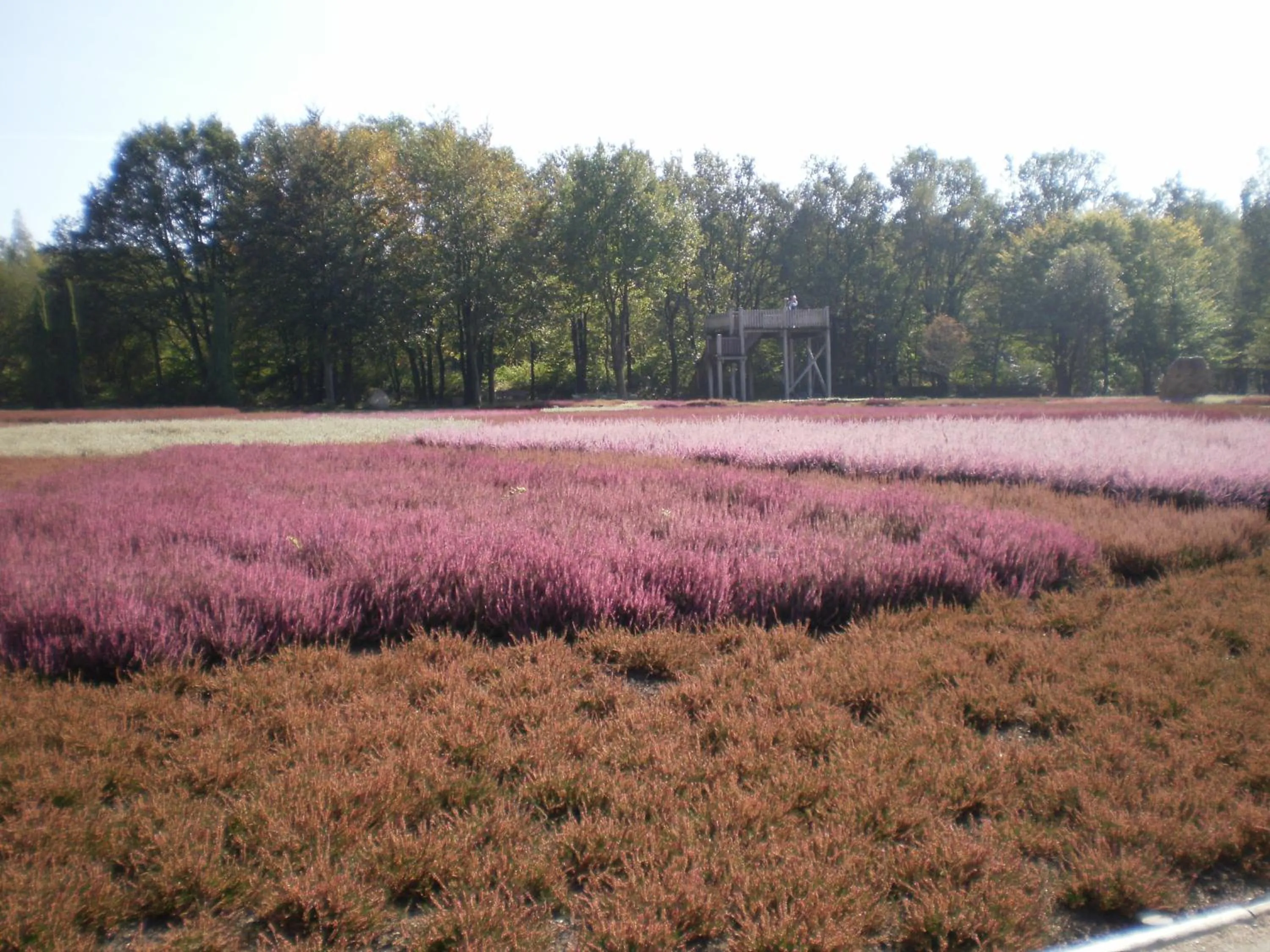 Natural landscape in Hotel Heidetraum