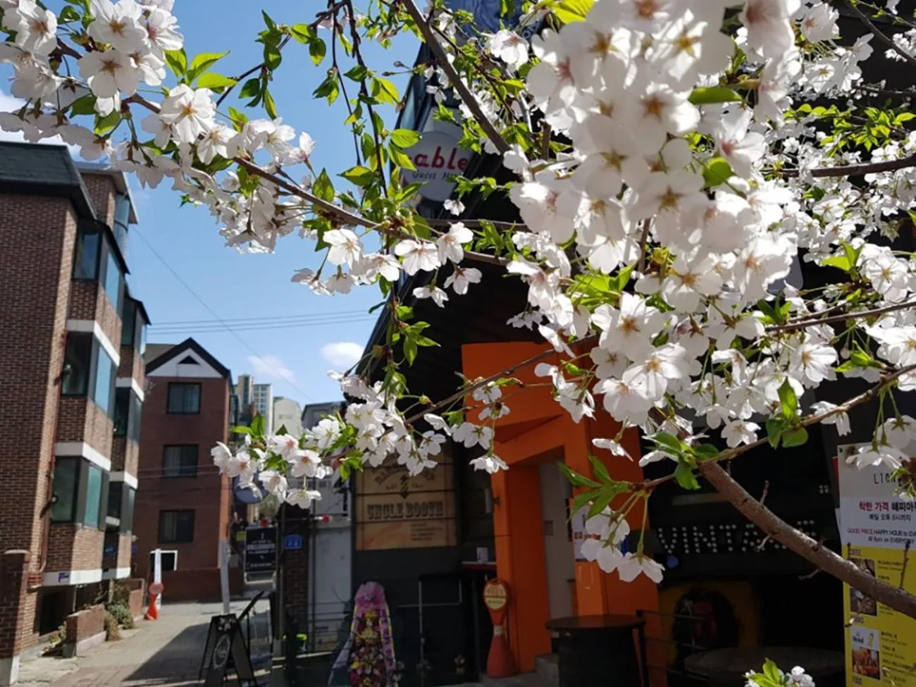 Spring in Able Guesthouse Hongdae