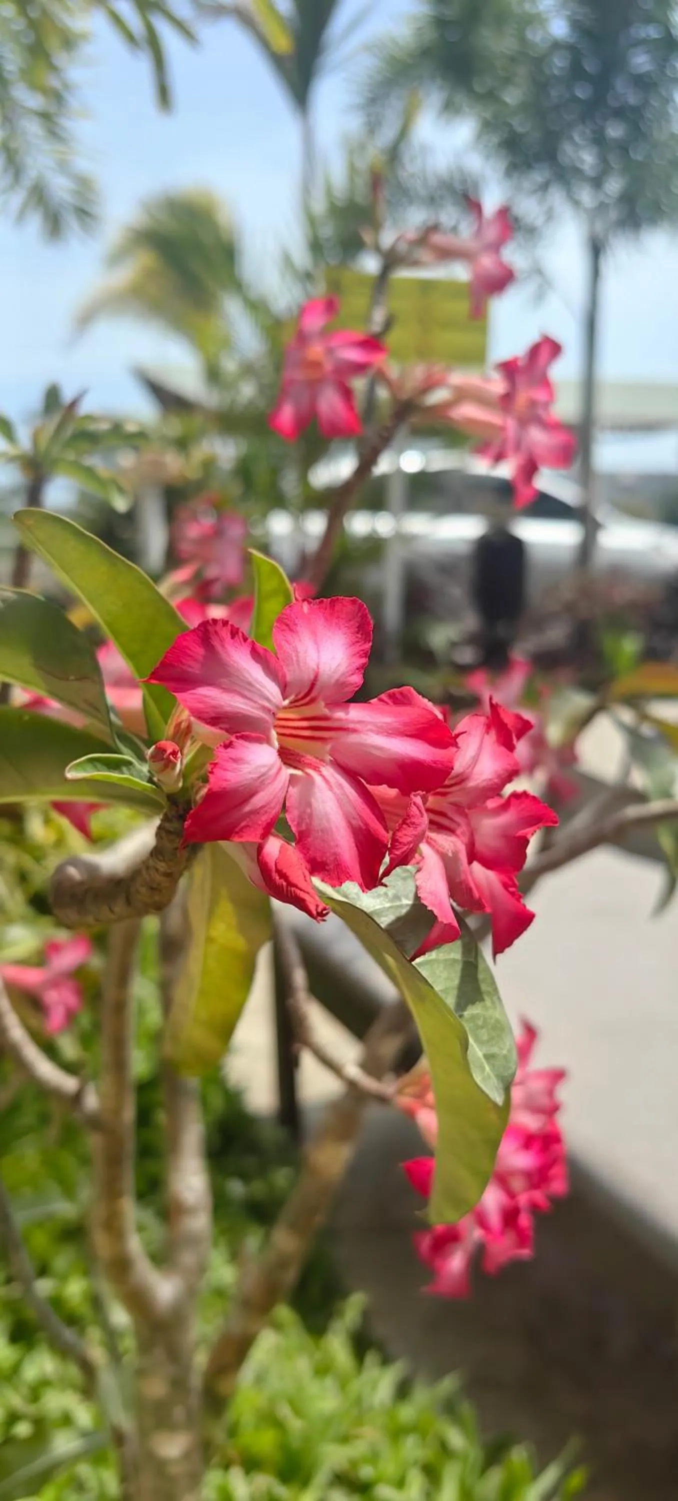 Spring in Ocean Breeze Apartment Hotel