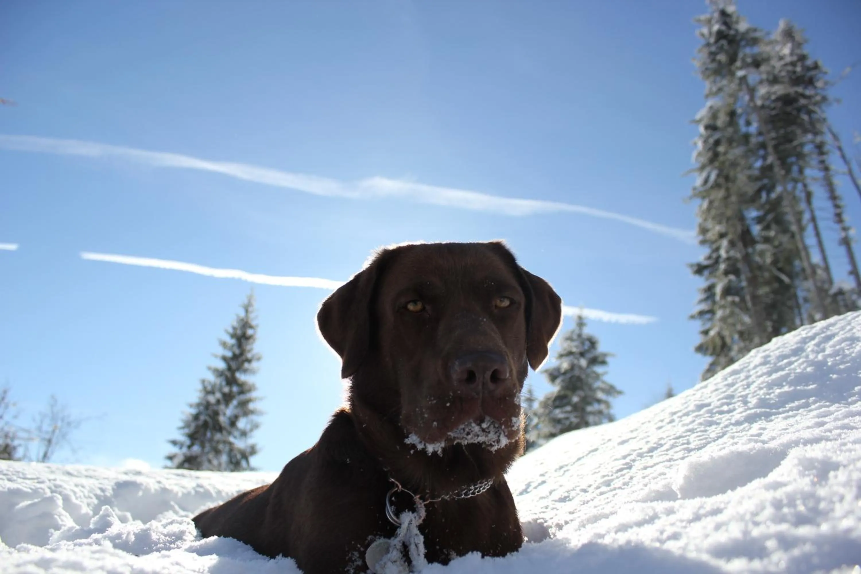 Pets in Landhaus Ager