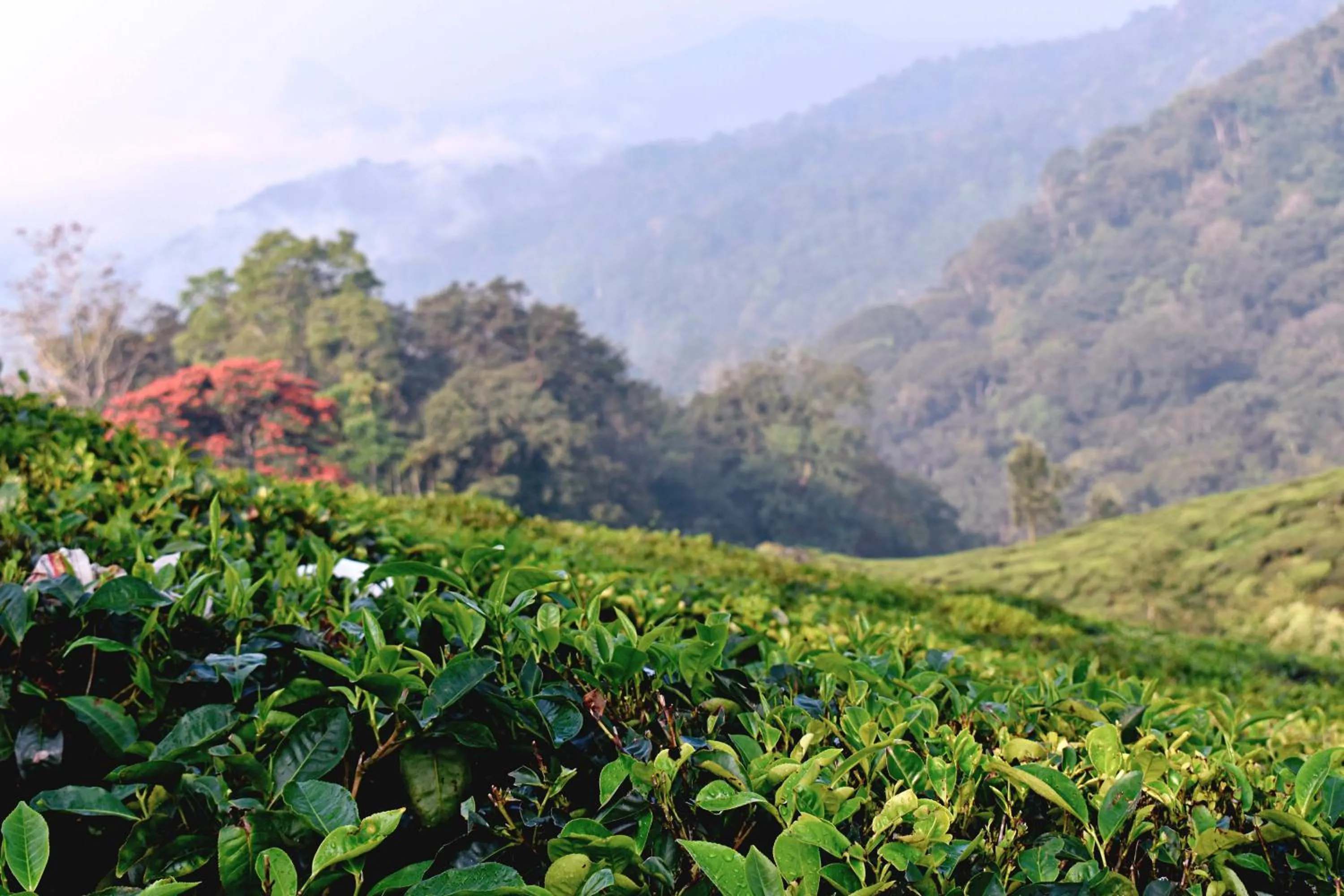 Off site in Moon Wings Mountain Resort, Kanthalloor