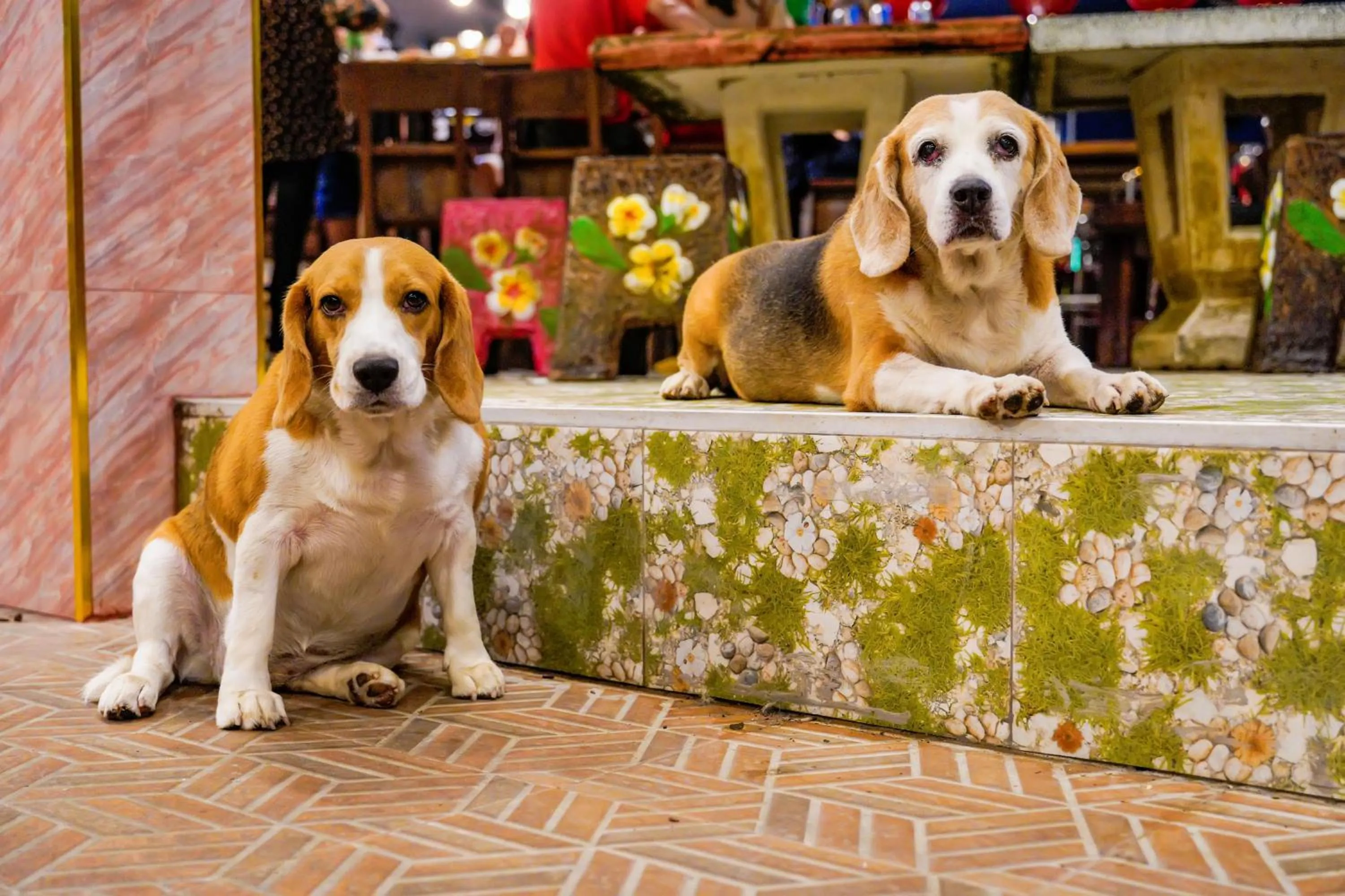 Pets in Happy Garden Resort Betong