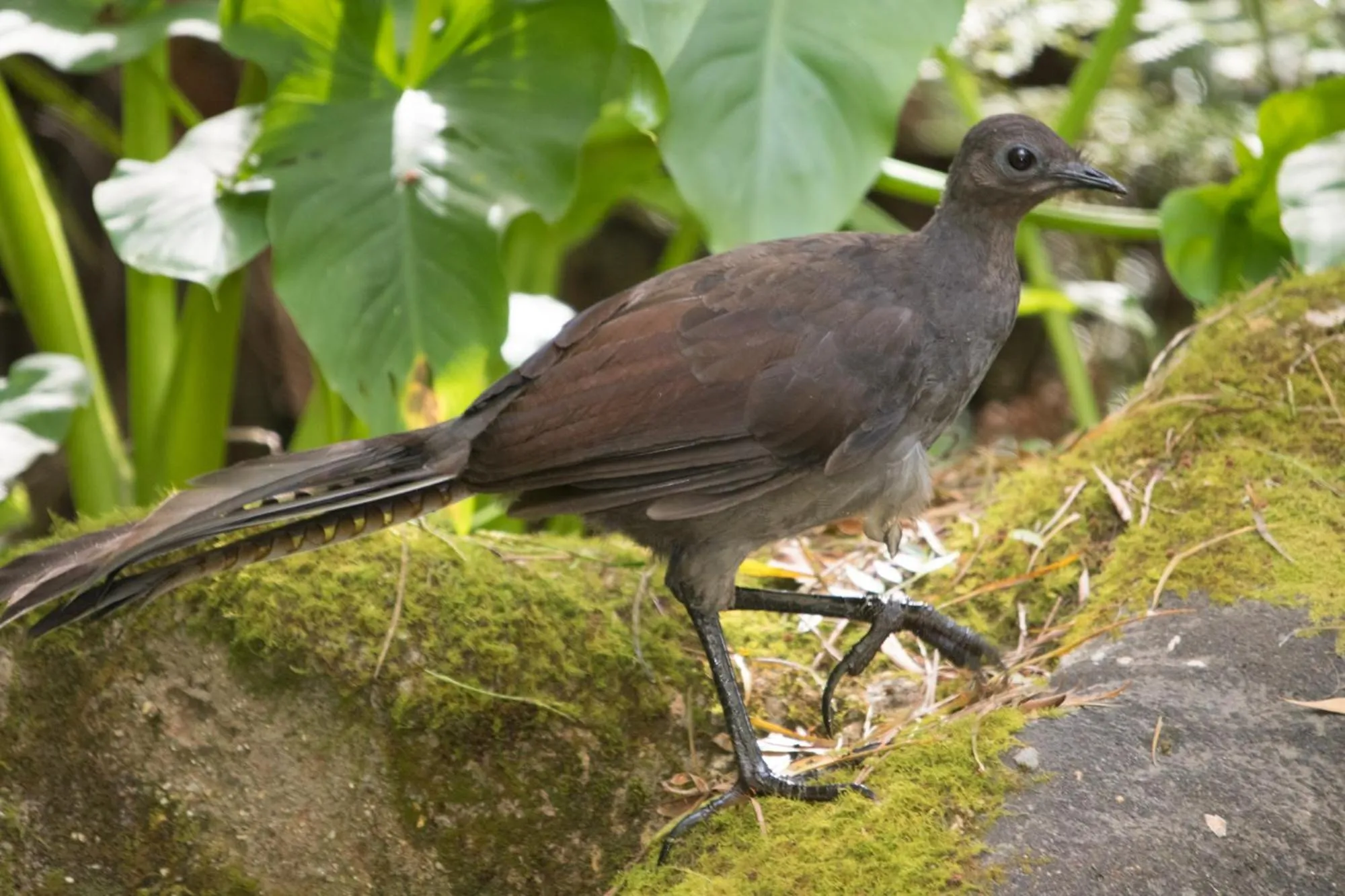 Animals in Myers Creek Cascades Luxury Cottages