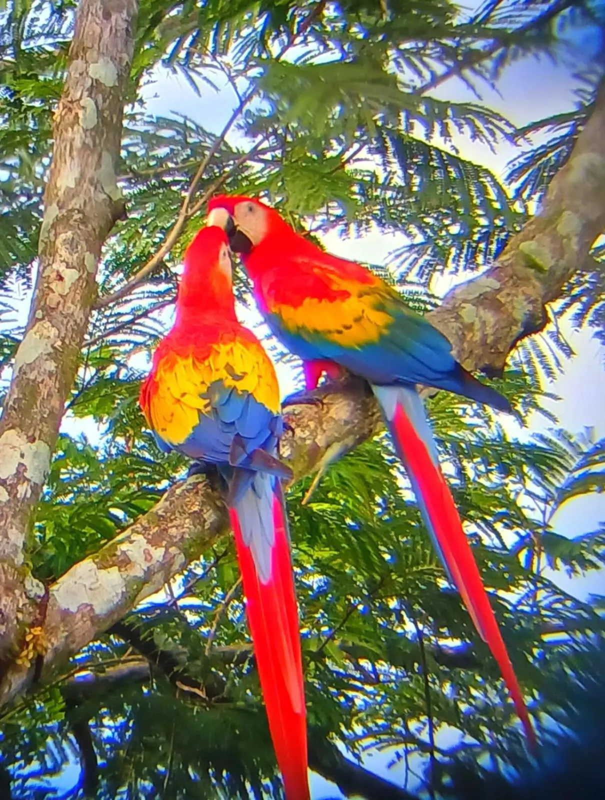 Bird's eye view in Mountain Top Park Hotel