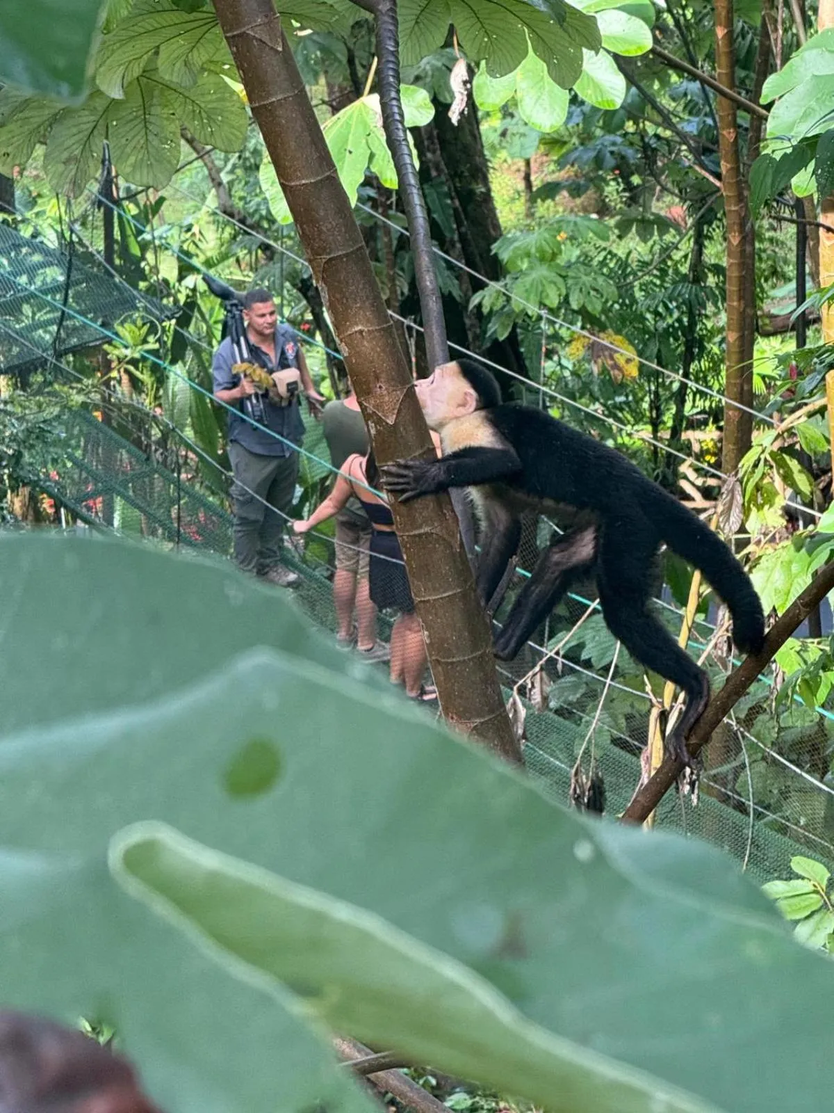 Animals in Mountain Top Park Hotel