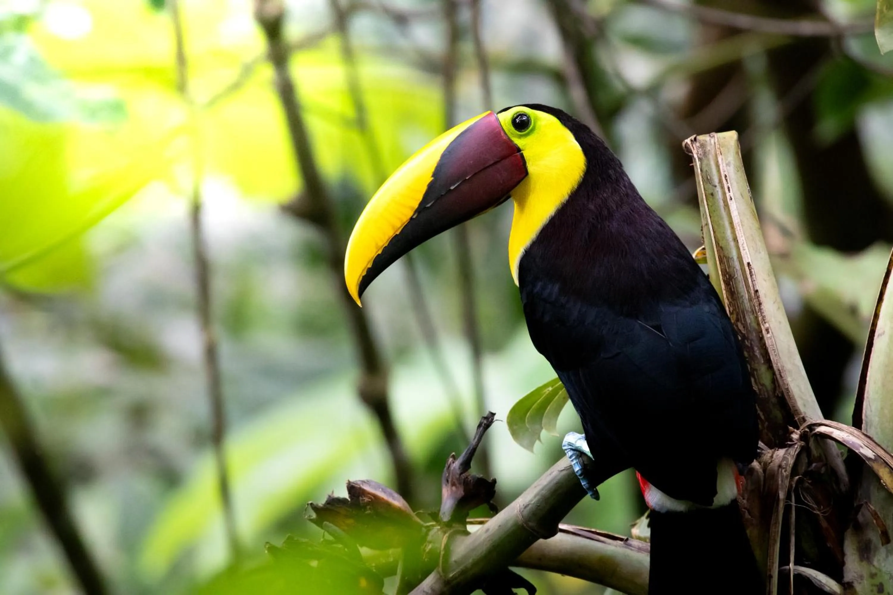 Animals in Mountain Top Park Hotel