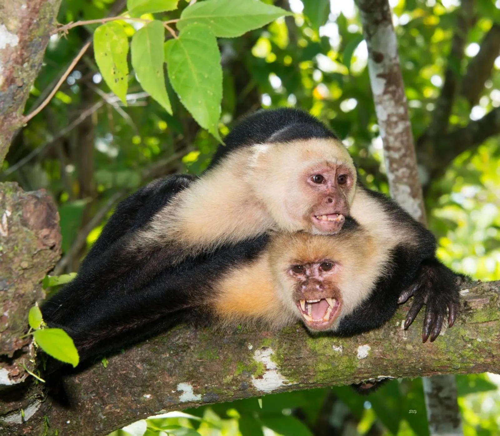 Animals in Mountain Top Park Hotel