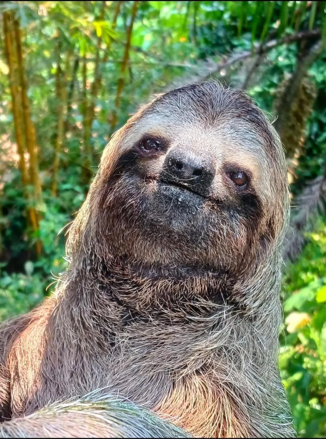 Animals in Mountain Top Park Hotel